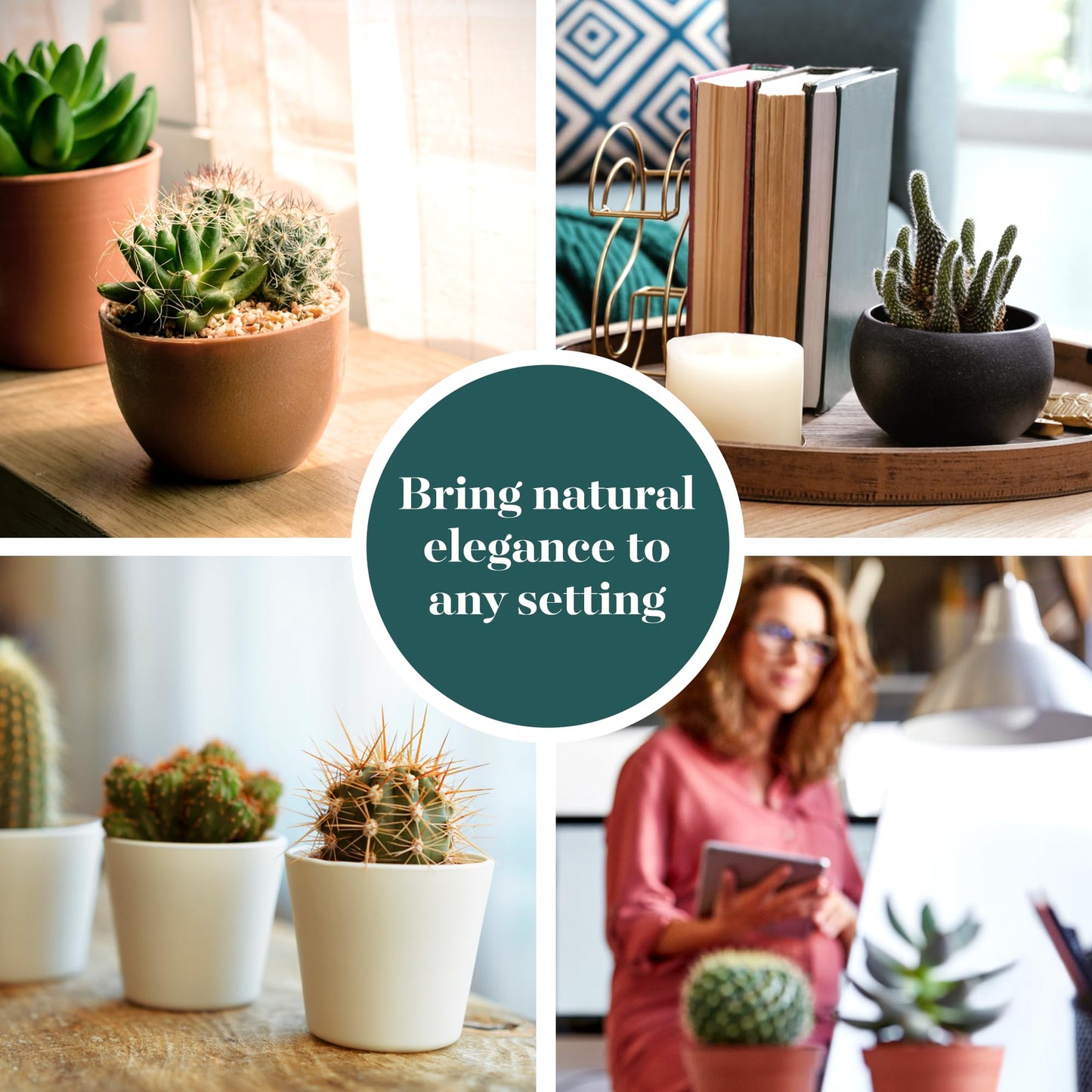 Shop Succulents | Can't Touch This Collection | Assortment of Hand Selected, Fully Rooted Live Indoor Cacti Plants, 5-Pack