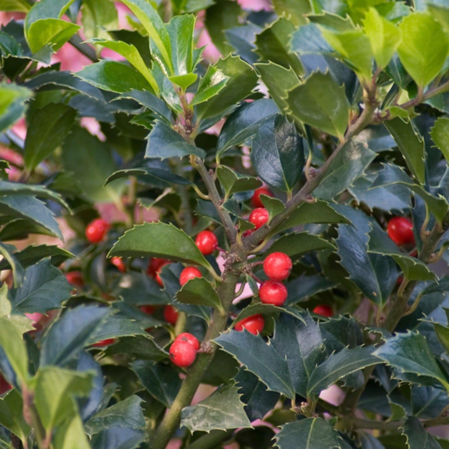 Proven Winners Castle Spire Blue Holly (Ilex x meserveae) Live Plant, 4.5" Qt, 4 Pack