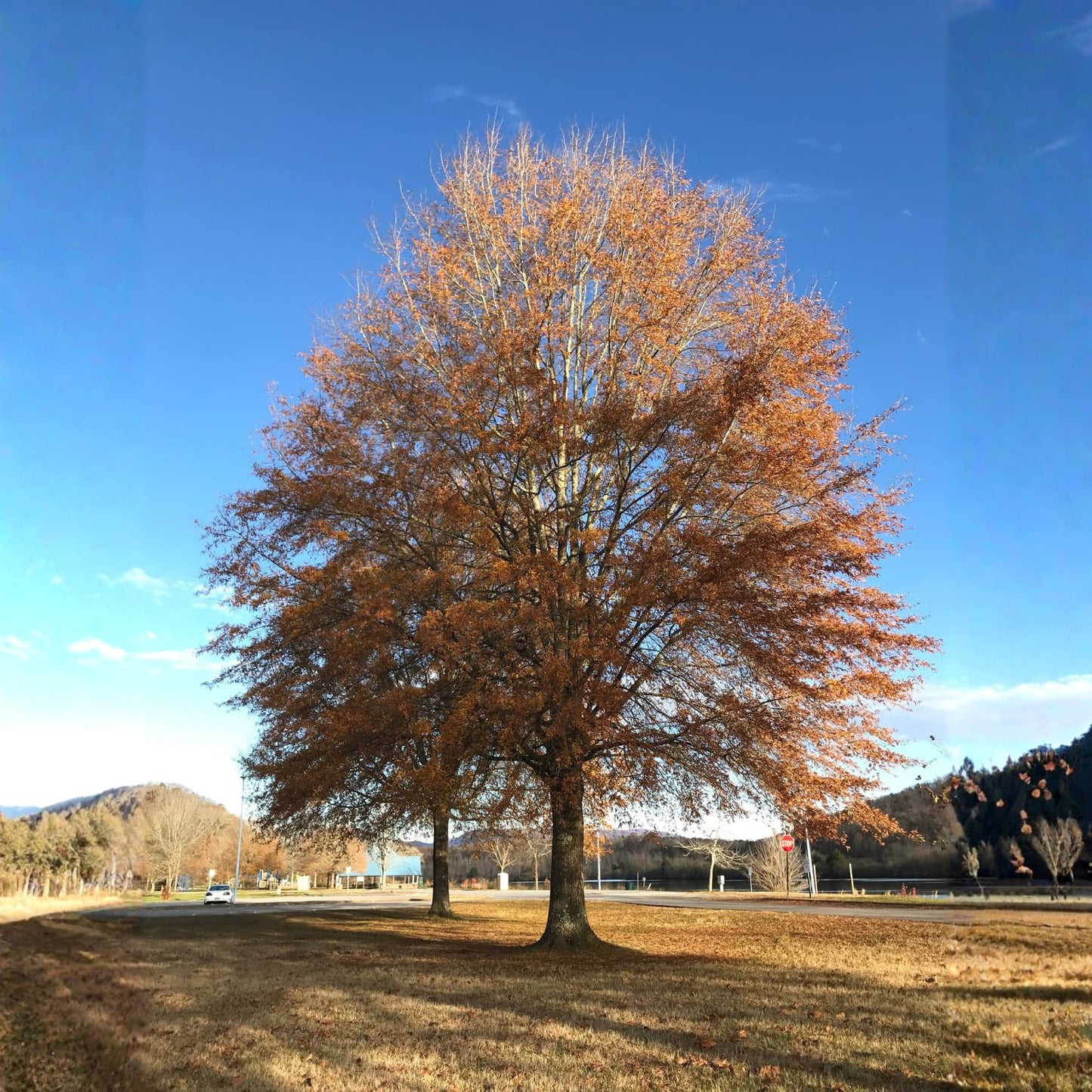4 Willow Oak Tree Seedlings 1-1.5 Feet Tall, Hardy Shade Trees, Fast-Growing Oak Tree for Growing Outdoor, Winter Dormant