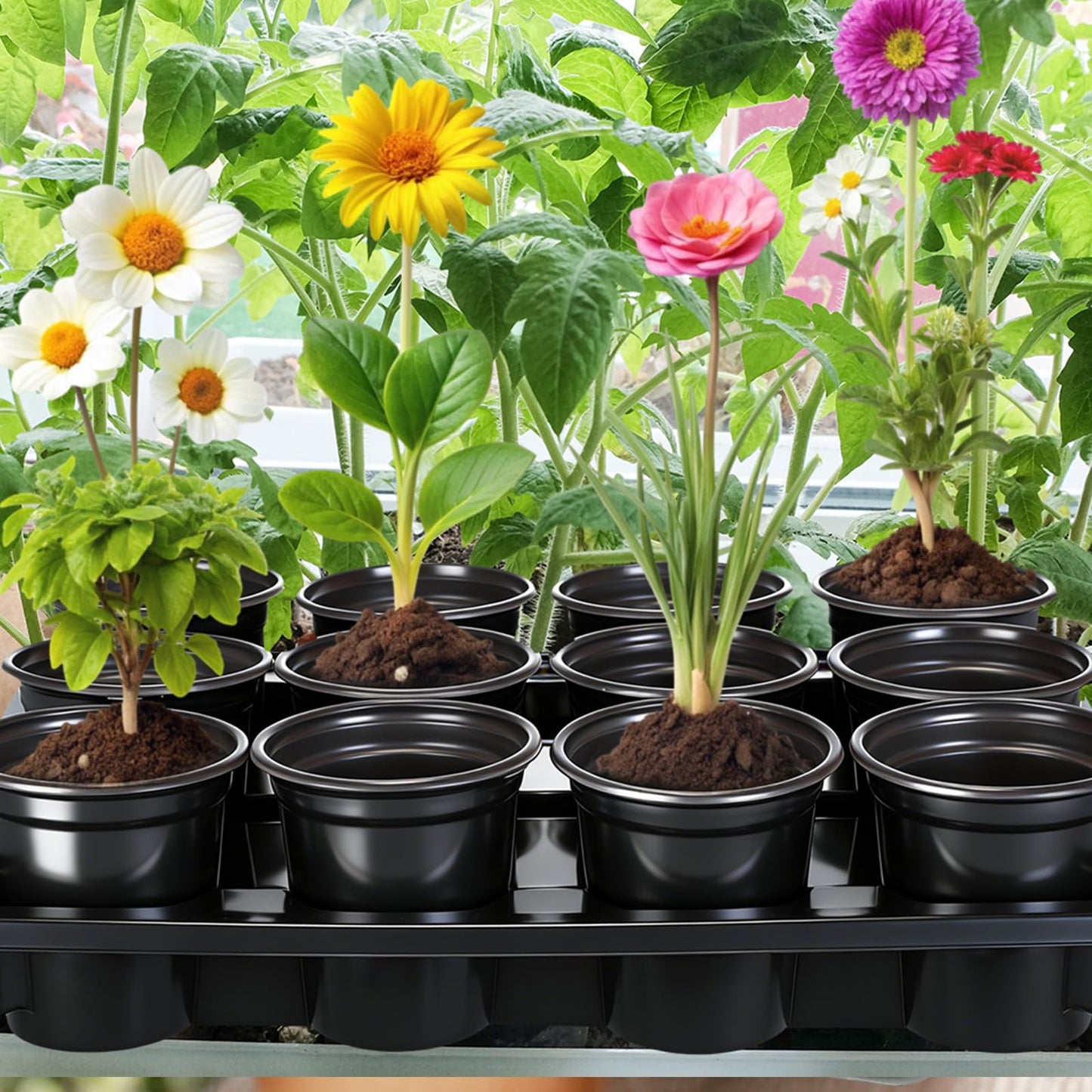 Lounsweer 6 Sets 4 Inch Plant Nursery Pots 72 Pcs and 12 Cell Plant Seed Starter Trays 6 Pcs, Sturdy Seeds Starting Germination Shuttle Carrying Trays, Small Planter Nursery Propagation(Black)