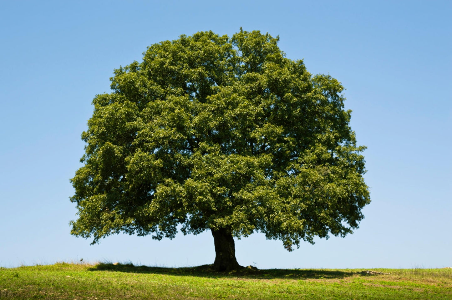 10 White Oak Tree Seedlings for Planting - 1 Yr Old Seedlings of Quercus alba