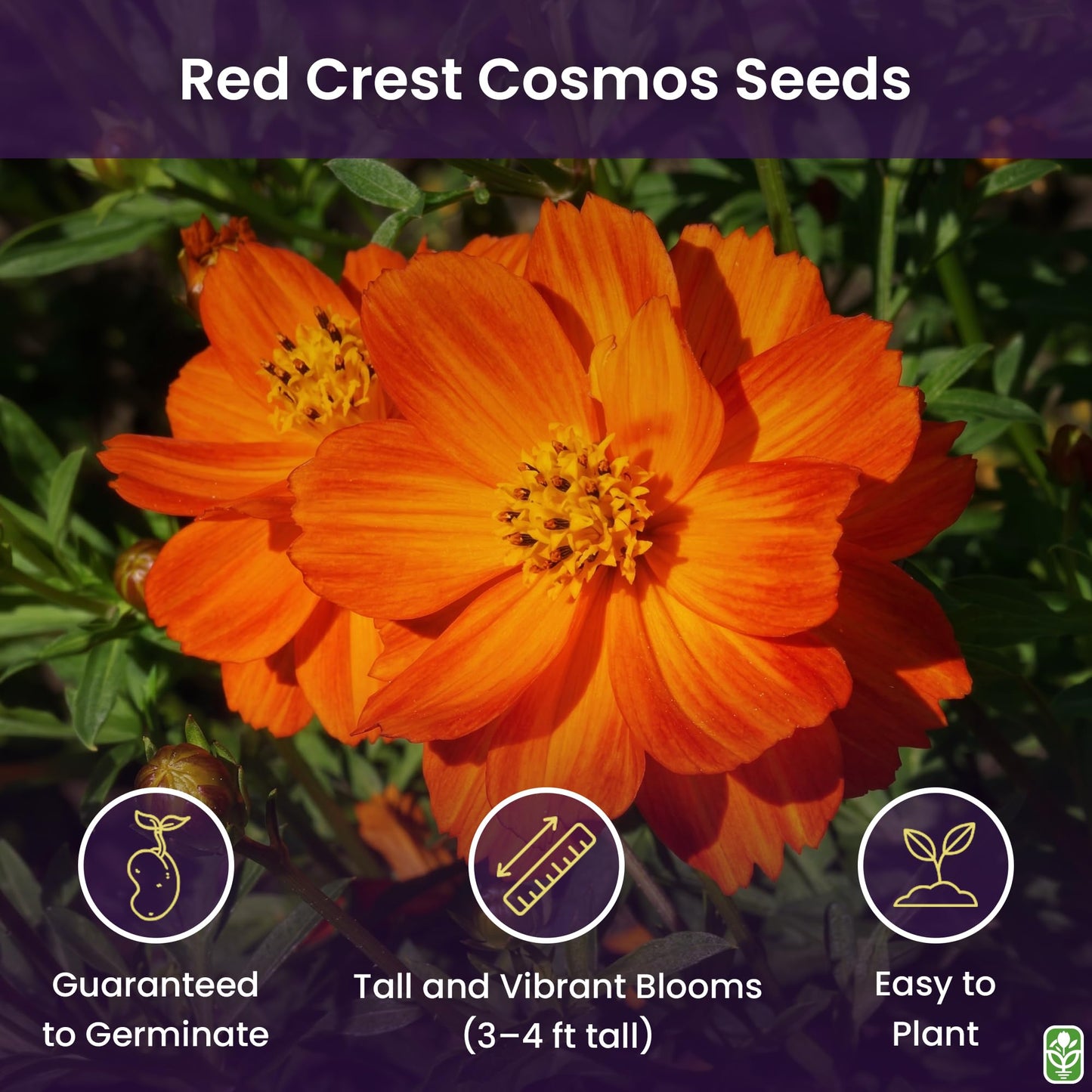 Red Crest Cosmos - Long Blooming Season
