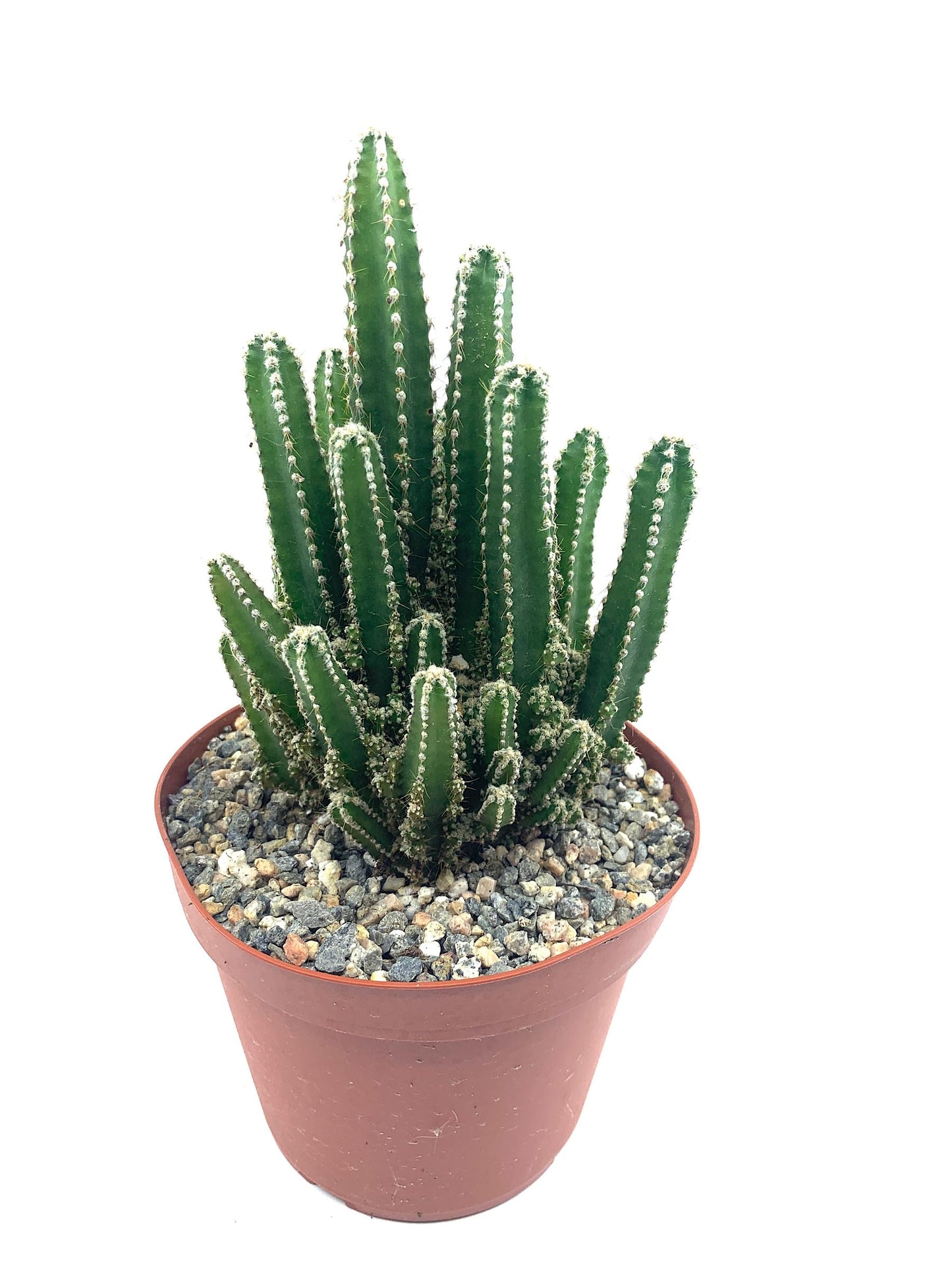 Fairy Castle Cactus 6"-8" Tall Rare Large Acanthocereus Tetragonus, Night Blooming Cereus, Triangle Cactus, Easy to Grow Indoor/Outdoor