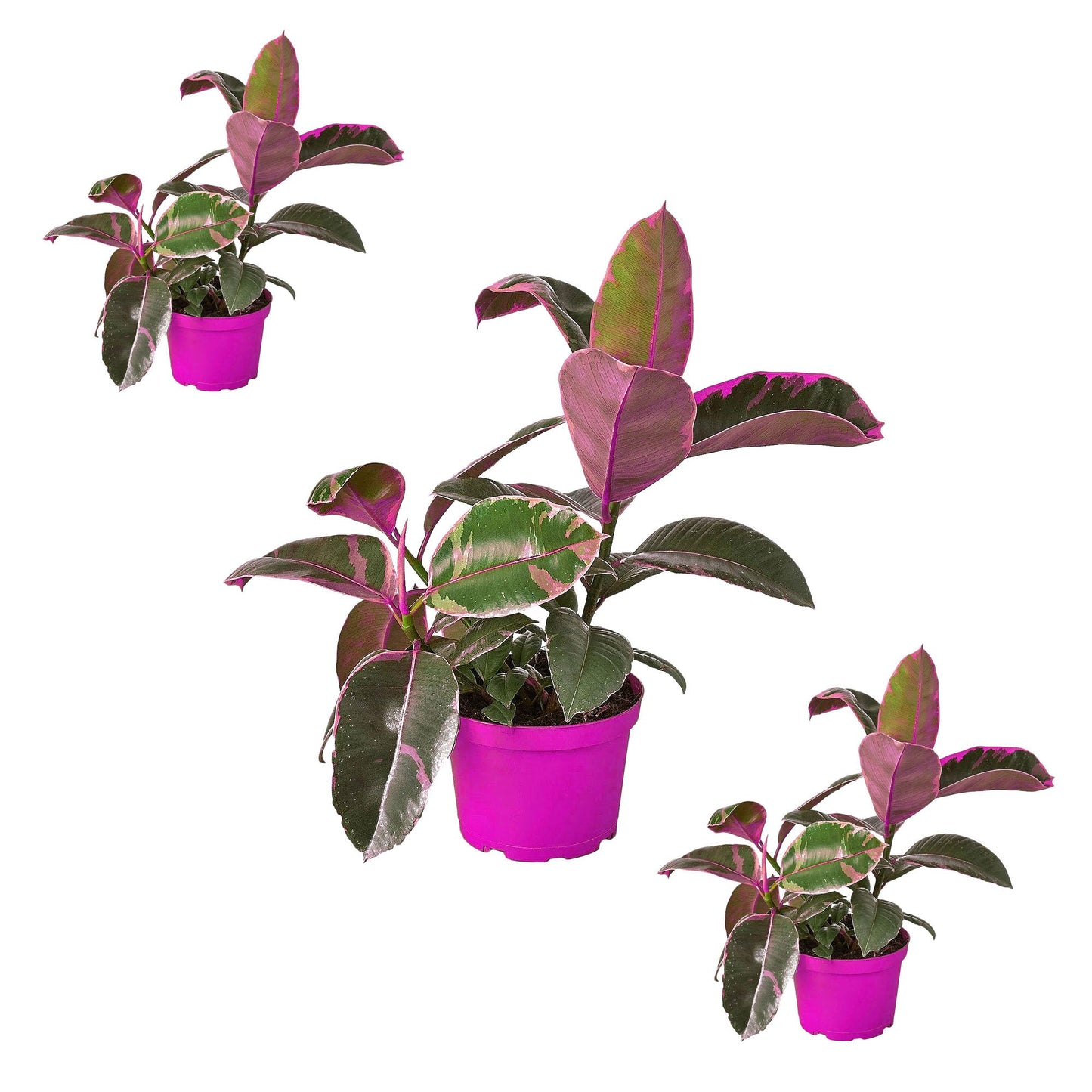 3 Pack Ficus Elastica 'Ruby Pink' in 4in Pot - Live Plants Tropical Houseplants | Variegated | USA Growers | The Snobby Leaf