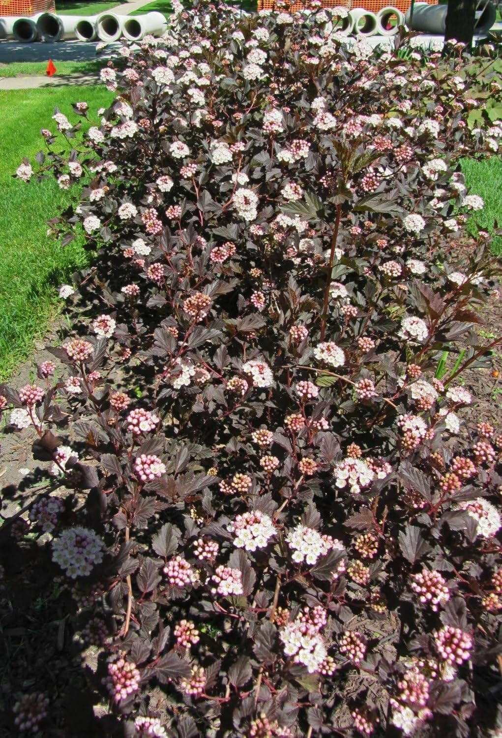 Live Plant - 3 Crimson Diabolo Ninebark Shrubs/Bushes - Live Plants - 6-12" Tall - 2.5" Pot