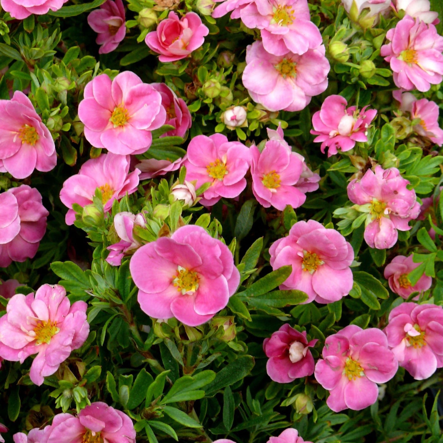 Proven Winners Happy Face Pink Potentilla (Dasiphora fruticosa) Live Plant, 4.5" Qt