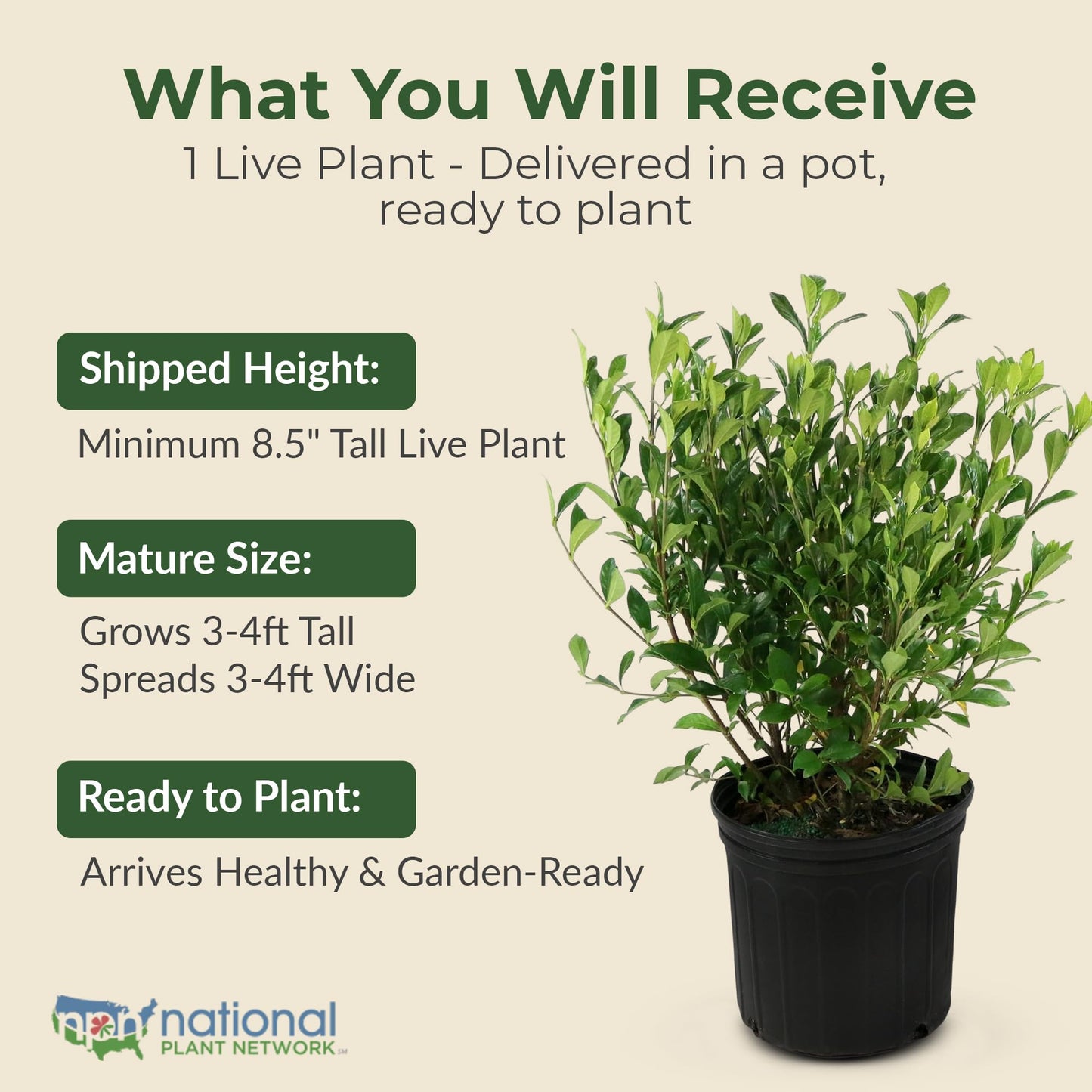 Jubilation Shrub Gardenia Plant - Live Fragrant Plant with White Double Blooms in 2 gal Pot - Grows Up to 3-4' Tall - Ideal for Gardens, Patios & Indoor Use (1 Pack)