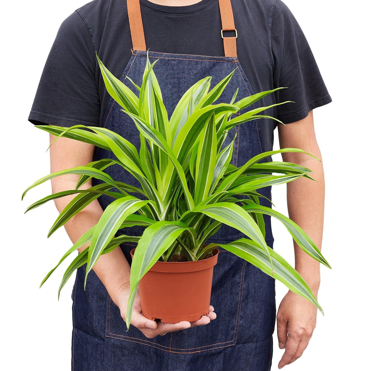Dracaena Deremensis 'Lemon Surprise' | Live Plant for Indoor & Outdoor | for Living Room, Office, Bathroom | (6" Pot)