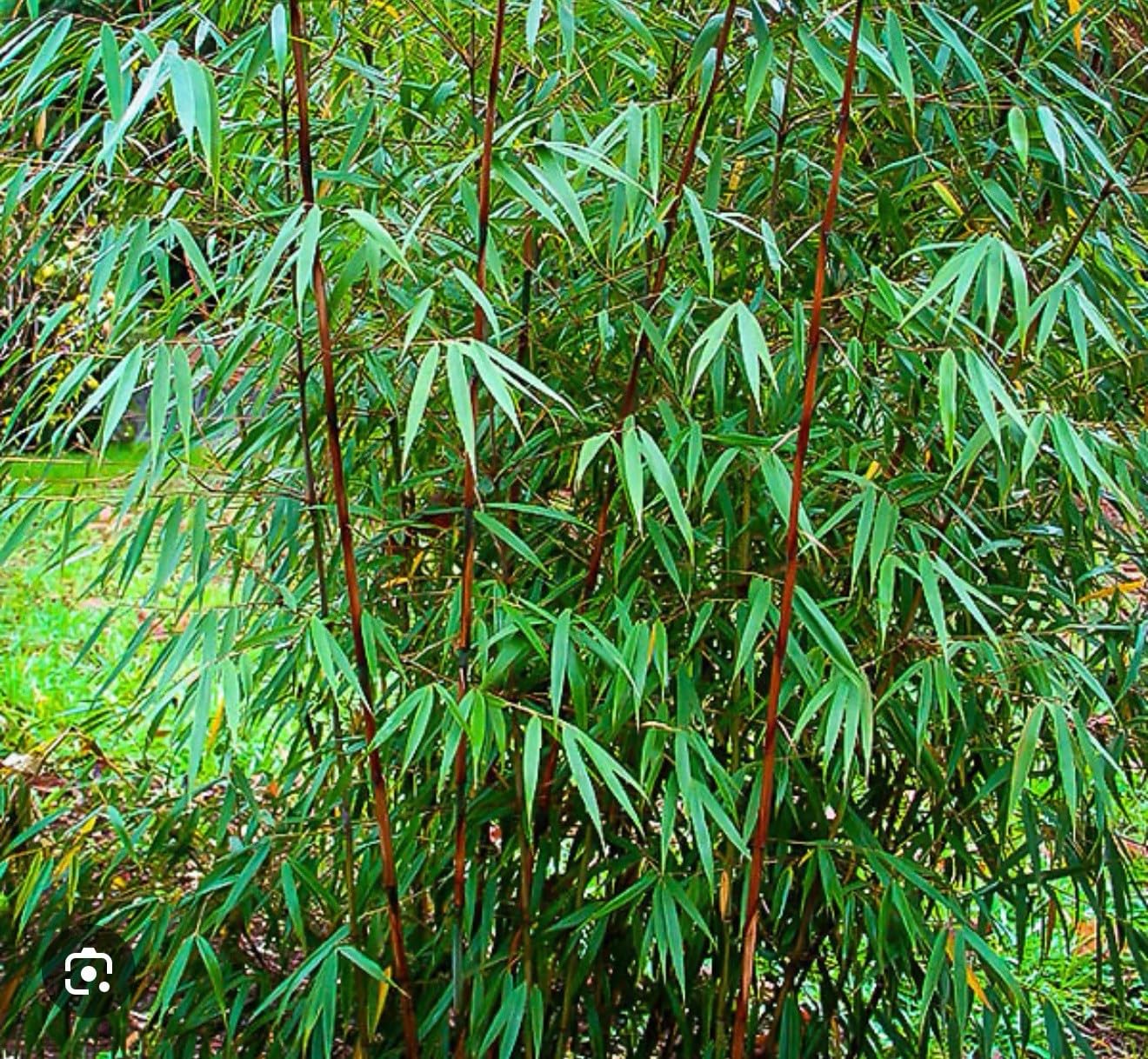 Live Plant - Scabrida Bamboo-fargesia-Rooted Plant-Clumping Non-Invasive-Cold Hardy-18-24”