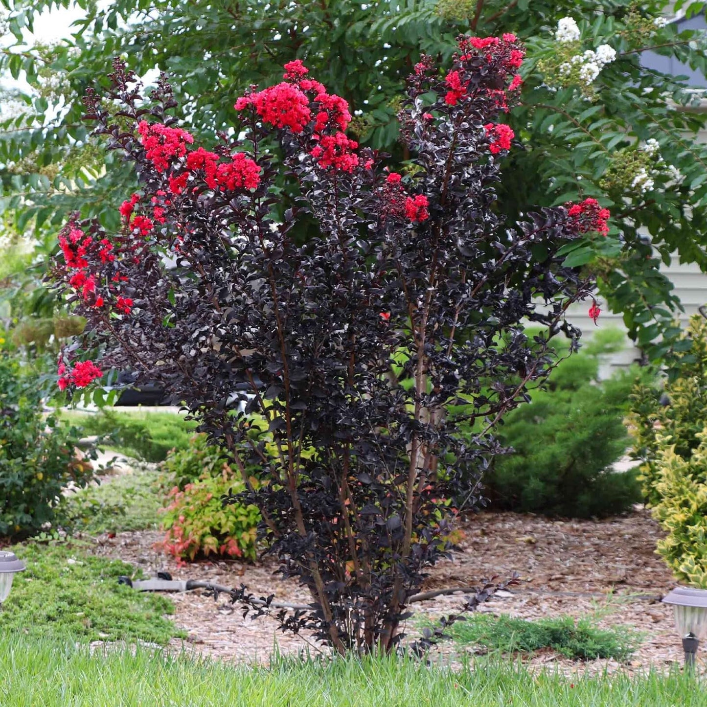 Live Plant - Ruby Thunderstruck Crape Myrtle Starter Lagerstroemia Rooted Starter Plant