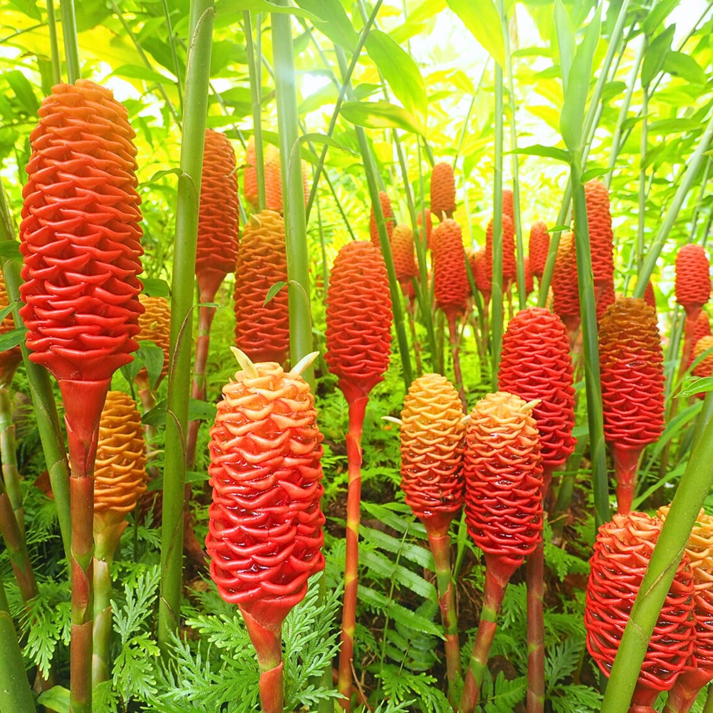 10 Shampoo Ginger Roots, Zingiber Zerumbet Awapuhi Ginger Rhizomes, Red Pinecone Ginger Lily to Grow