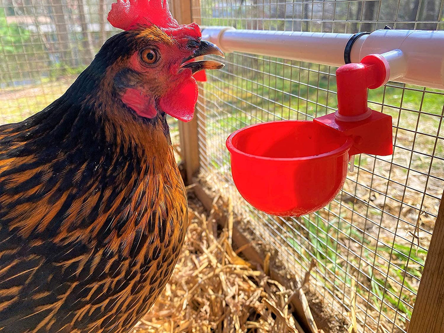 letsFix Chicken Waterer PVC Tee Fittings 3/4 Inch (12-Pack) for Threaded Poultry Waterer Cups/Nipples/Feeders, Suitable for Chicks, Duck, Goose, Turkey - Fits 3/4" Sch. 40 PVC Pipes