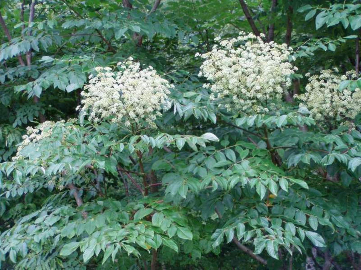 1 Branch/stem 32-34” Long of Aralia spinosa - Devil's Walkingstick.