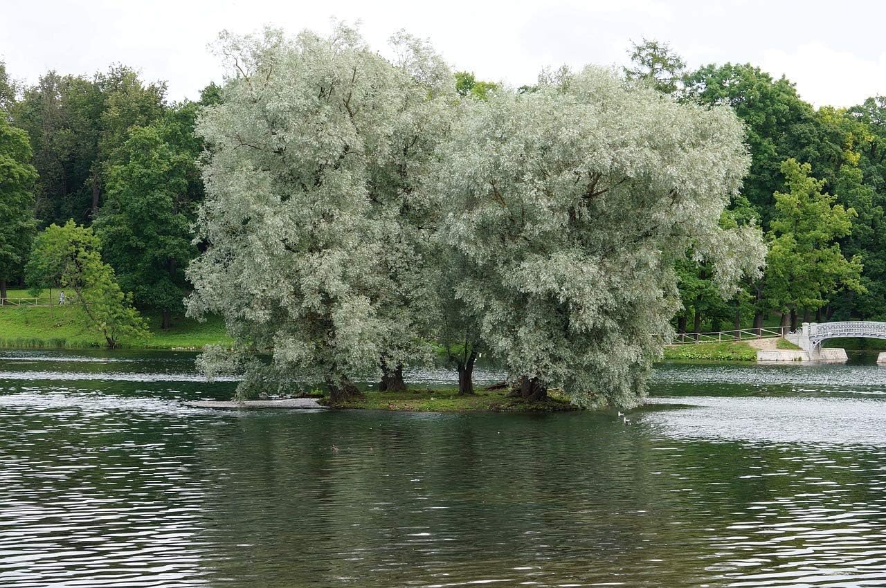 Bulk Thin White Willow Tree Cuttings - Thinner Than a Pencil Rare and Unique Live Tree Plants - White Leaves (10 Thin Cuttings)