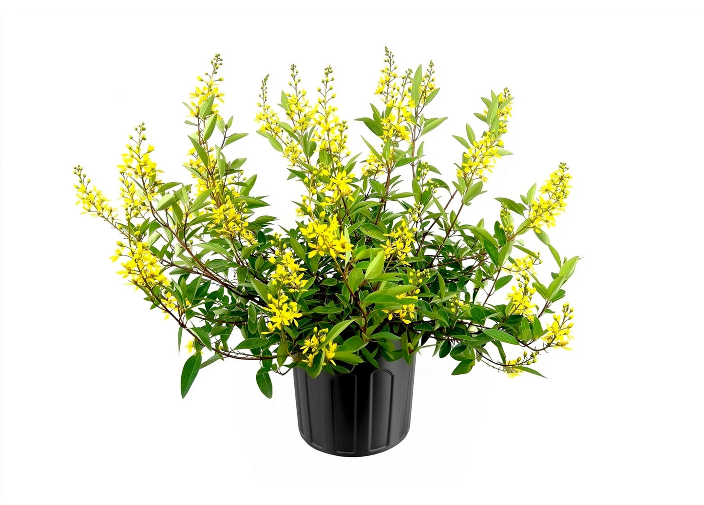 Thryallis | 1 Extra Large Trade 3 Gallon Plant | Galphimia glauca | Tropical Beauty | Year-Round Blooms