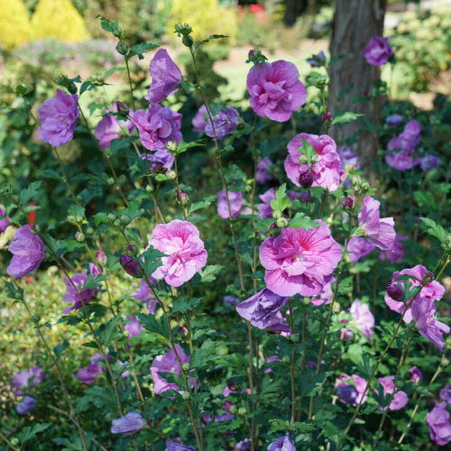 Proven Winners Dark Lavender Chiffon Rose of Sharon (Hibiscus syriacus) Live Plant, 4.5" Qt, 4 Pack