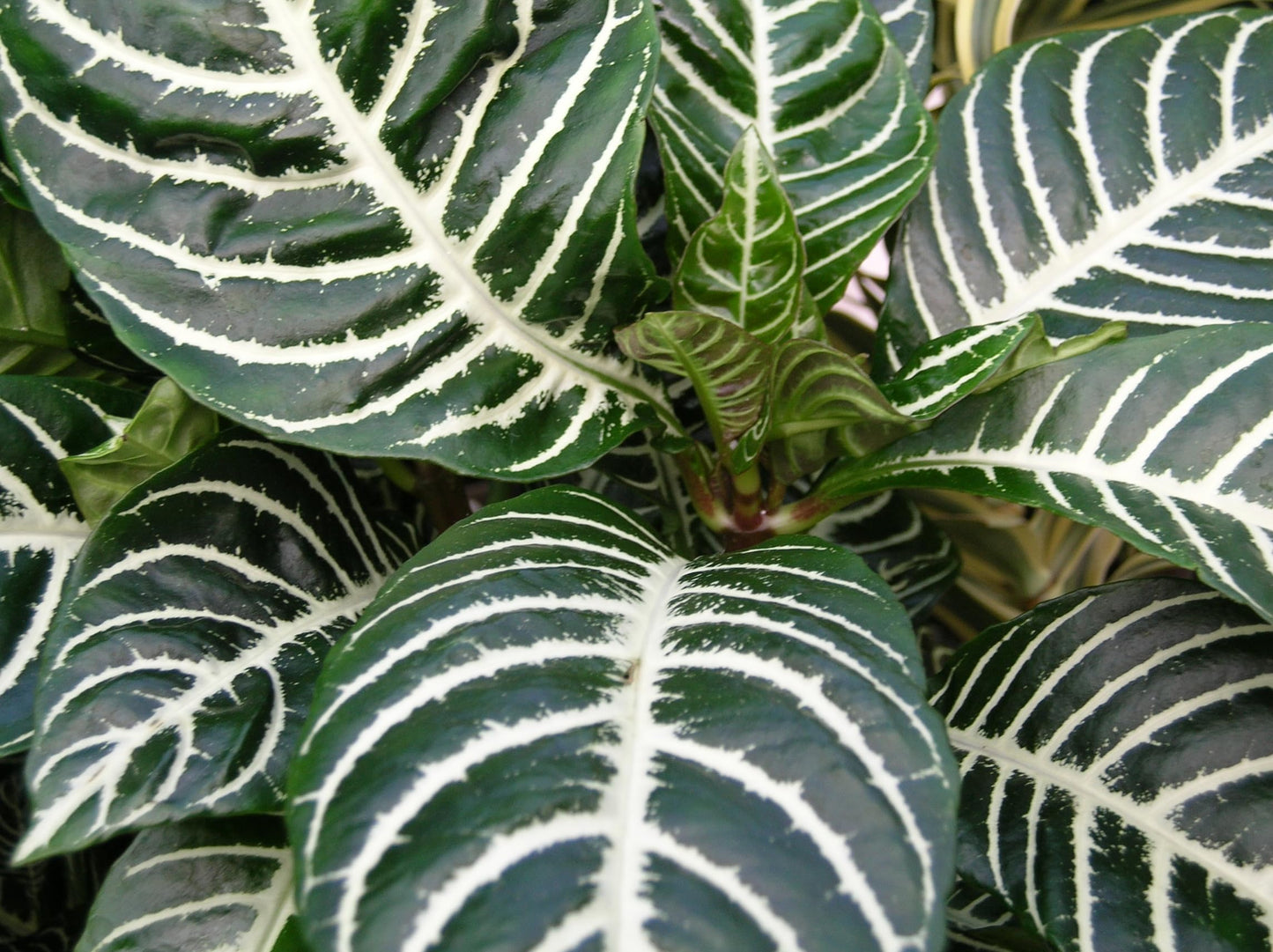 Snow White Zebra Plant - Aphelandra - 4" Pot - Exotic & Unusual Houseplant