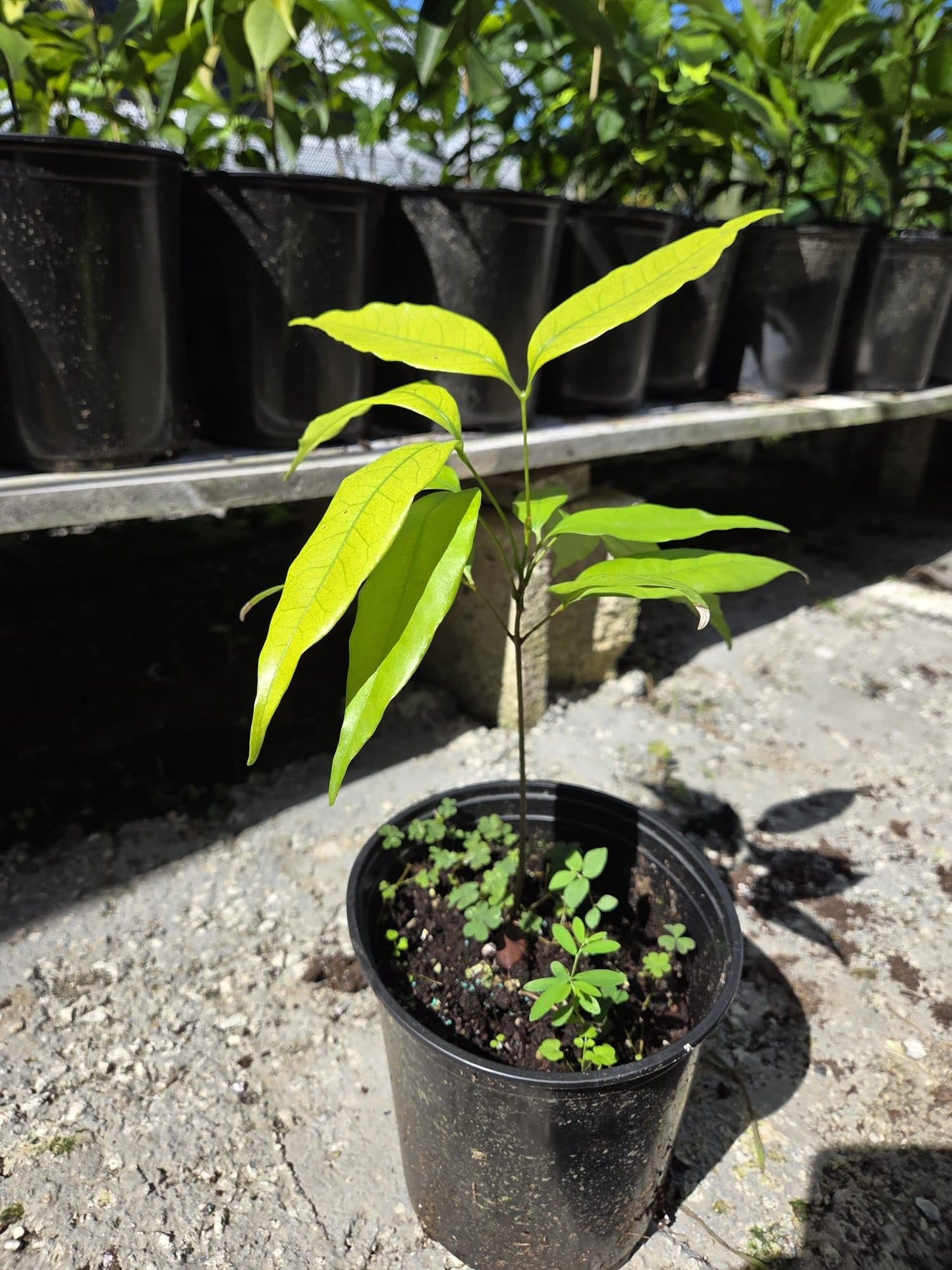 Lychee Fruit Tree Live Plant, Litchi chinensis, Seed Grown 8-12 Inch, Tropical Fruit Tree for Outdoor Growing, USDA Zones 9-11