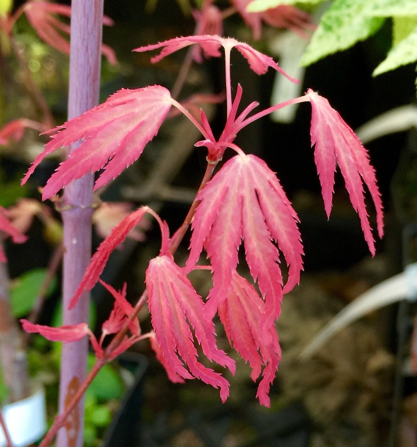 Marlo Dwarf Pink Japanese Maple 1 - Year Live Plant