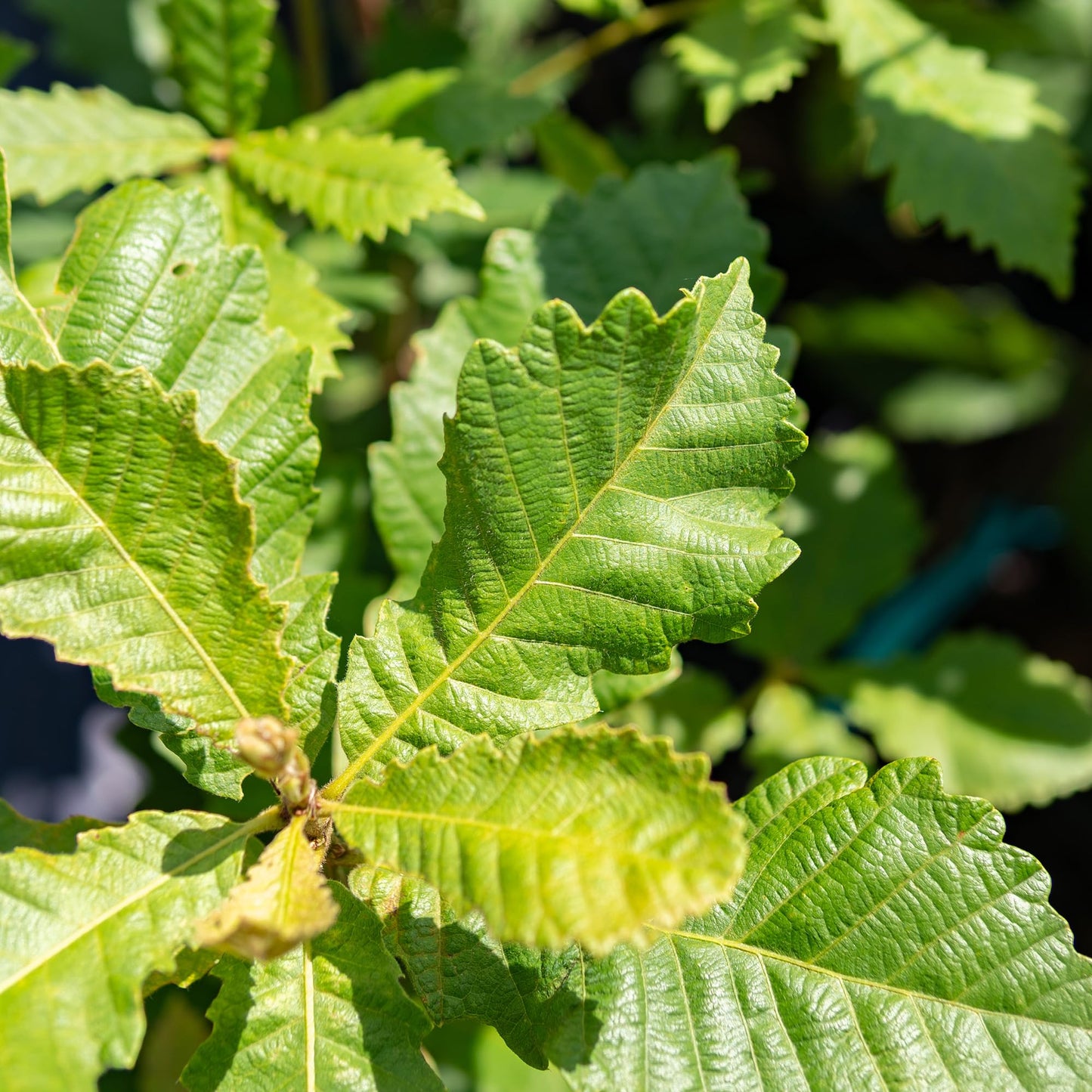 Perfect Plants Swamp Chestnut Oak Tree 1 Gallon | Live Tree for Landscaping | Shade & Privacy Features
