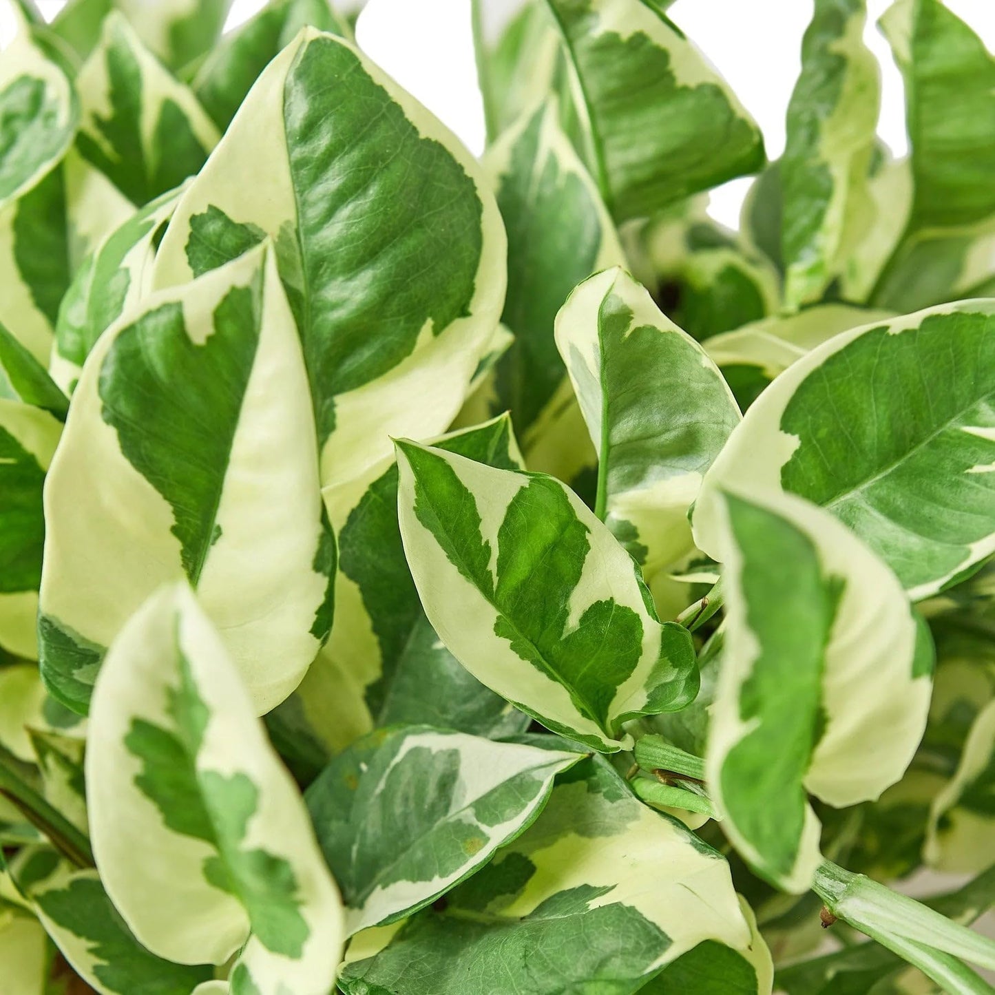 Pothos 'N'joy' | Live Plant for Indoor & Outdoor | for Living Room, Office, Bathroom | (6" Pot, Black Cylinder)