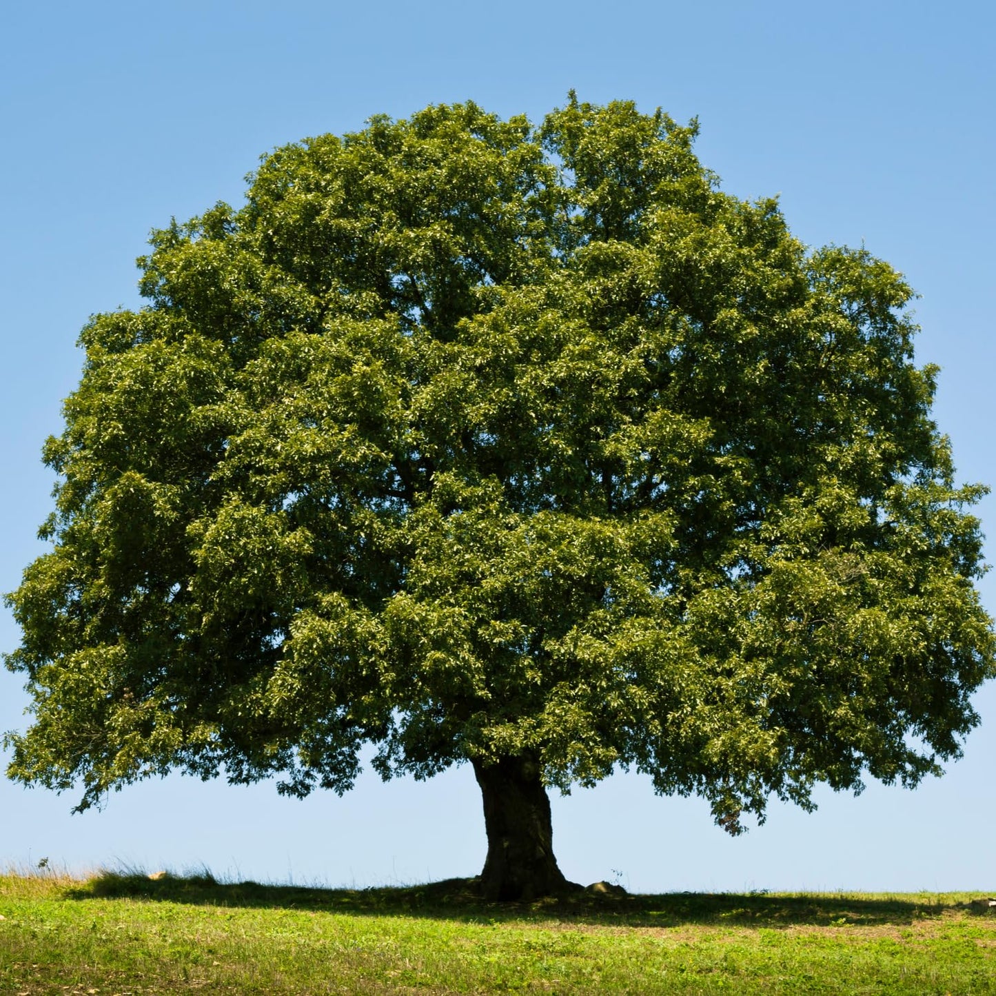 4 Willow Oak Tree Seedlings 1-1.5 Feet Tall, Hardy Shade Trees, Fast-Growing Oak Tree for Growing Outdoor, Winter Dormant