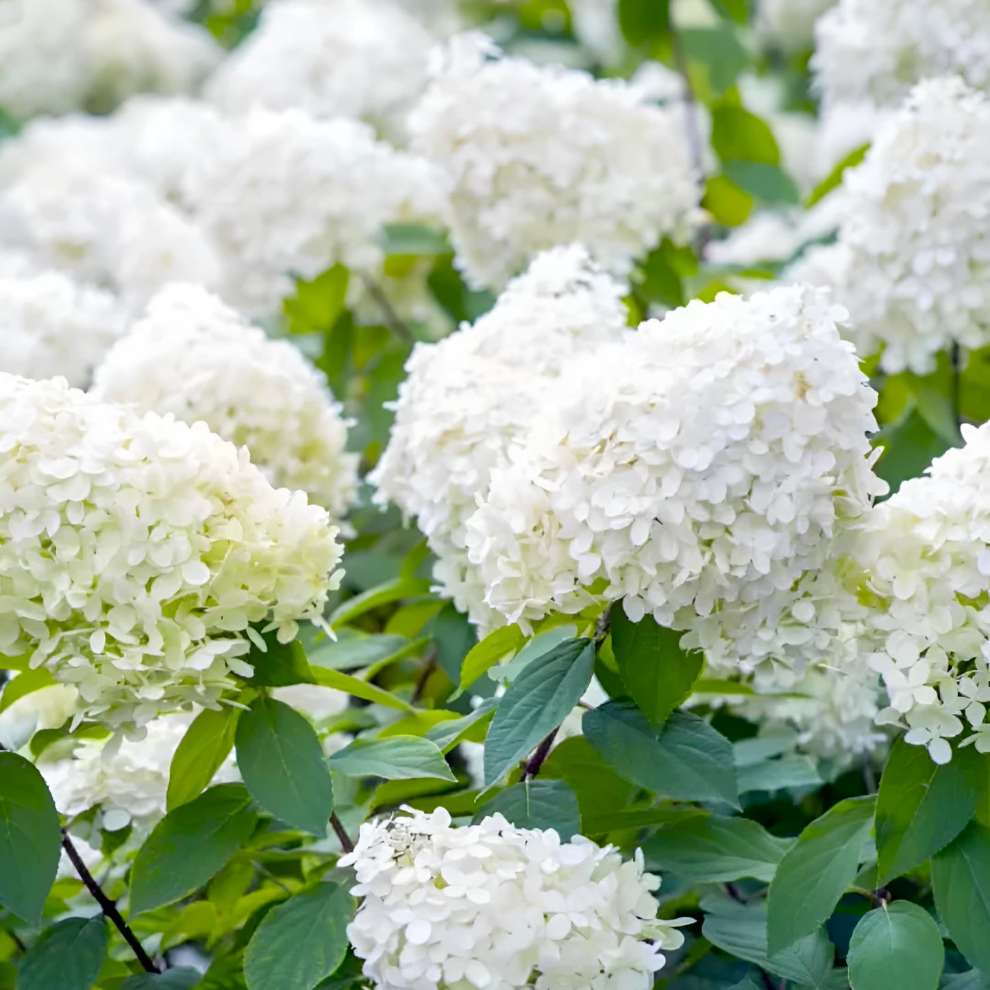 Pee Gee Hydrangea – Large Flowering Shrub with White Blooms, Hardy Live Plant for Garden & Landscape (1 Gallon/Single)