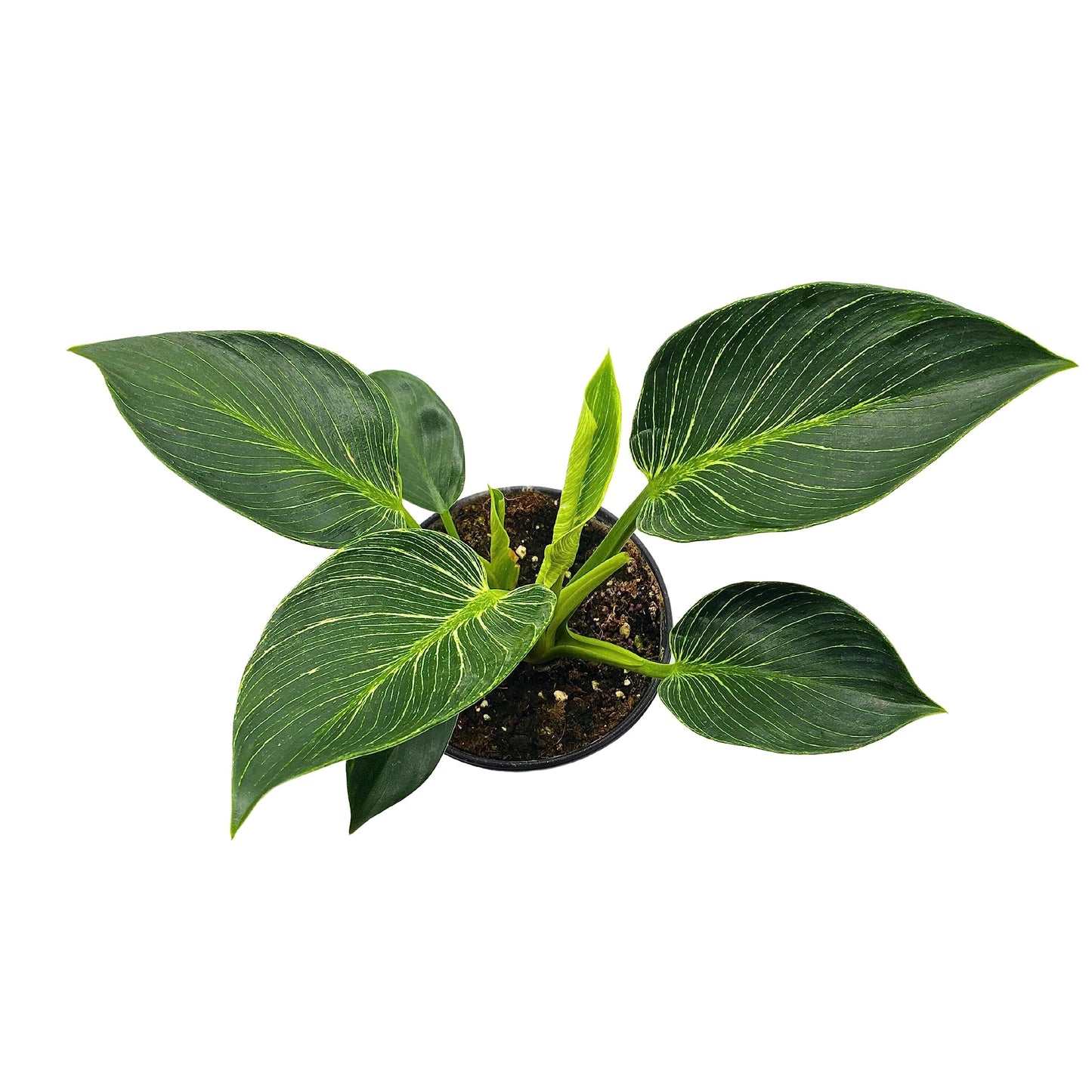 BubbleBlooms Philodendron Birkin White Wave in a 6 inch Pot