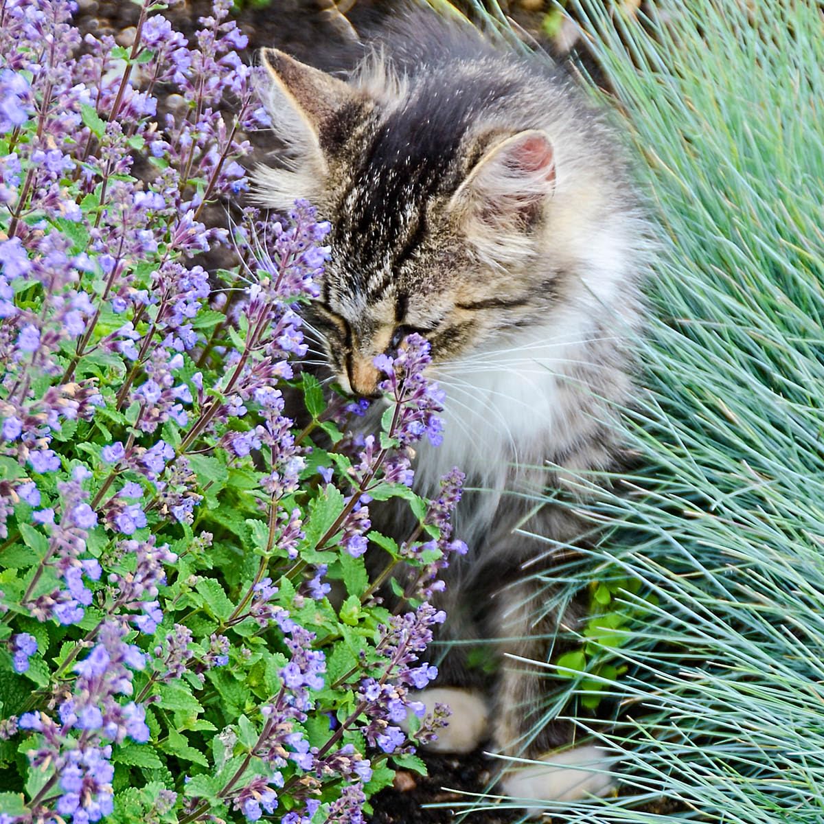 Direct Gardening Walker's Low Catmint Nepeta Dormant Bare Root Flowering Pernenial Starter Plant