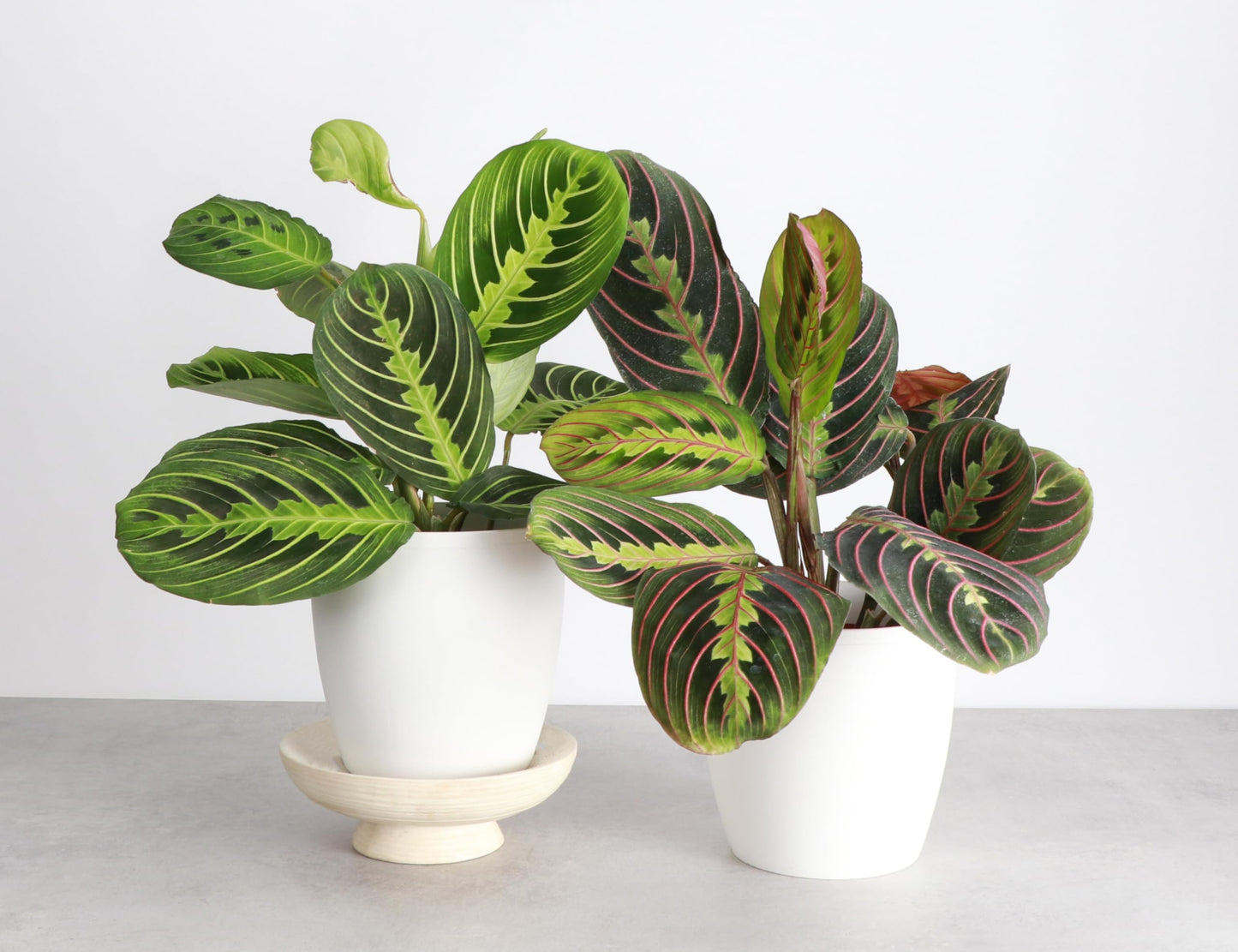Thorsen's Greenhouse Prayer Plants Set of 2, Maranta leuconeura, Pet Safe, Low Light, Live Indoor Plants, 4" Diameter Plants, Classic Pots (White)