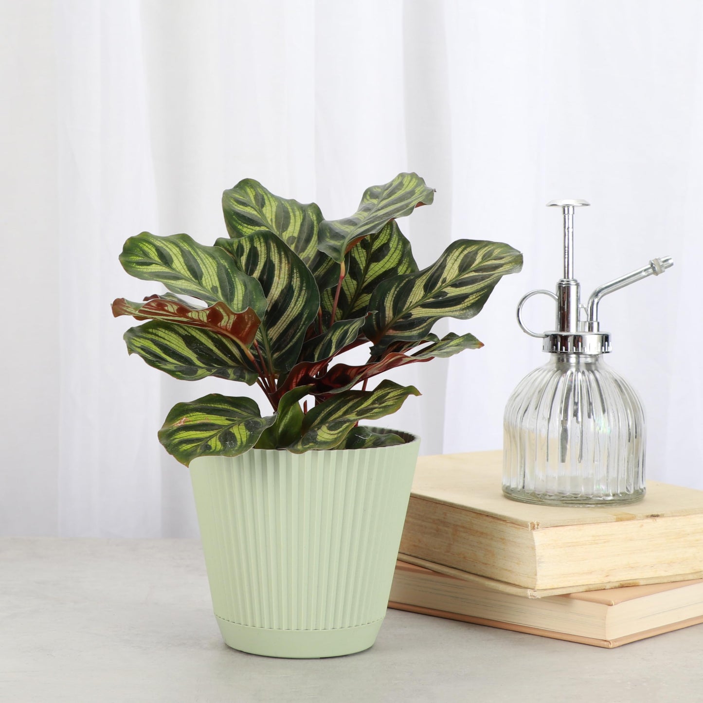 Thorsen's Greenhouse Peacock Calathea, Live Indoor Plant, Safe for Pets, Colorful Foliage, Rare Variety, Peacock Plant, 4" Diameter (Sage)