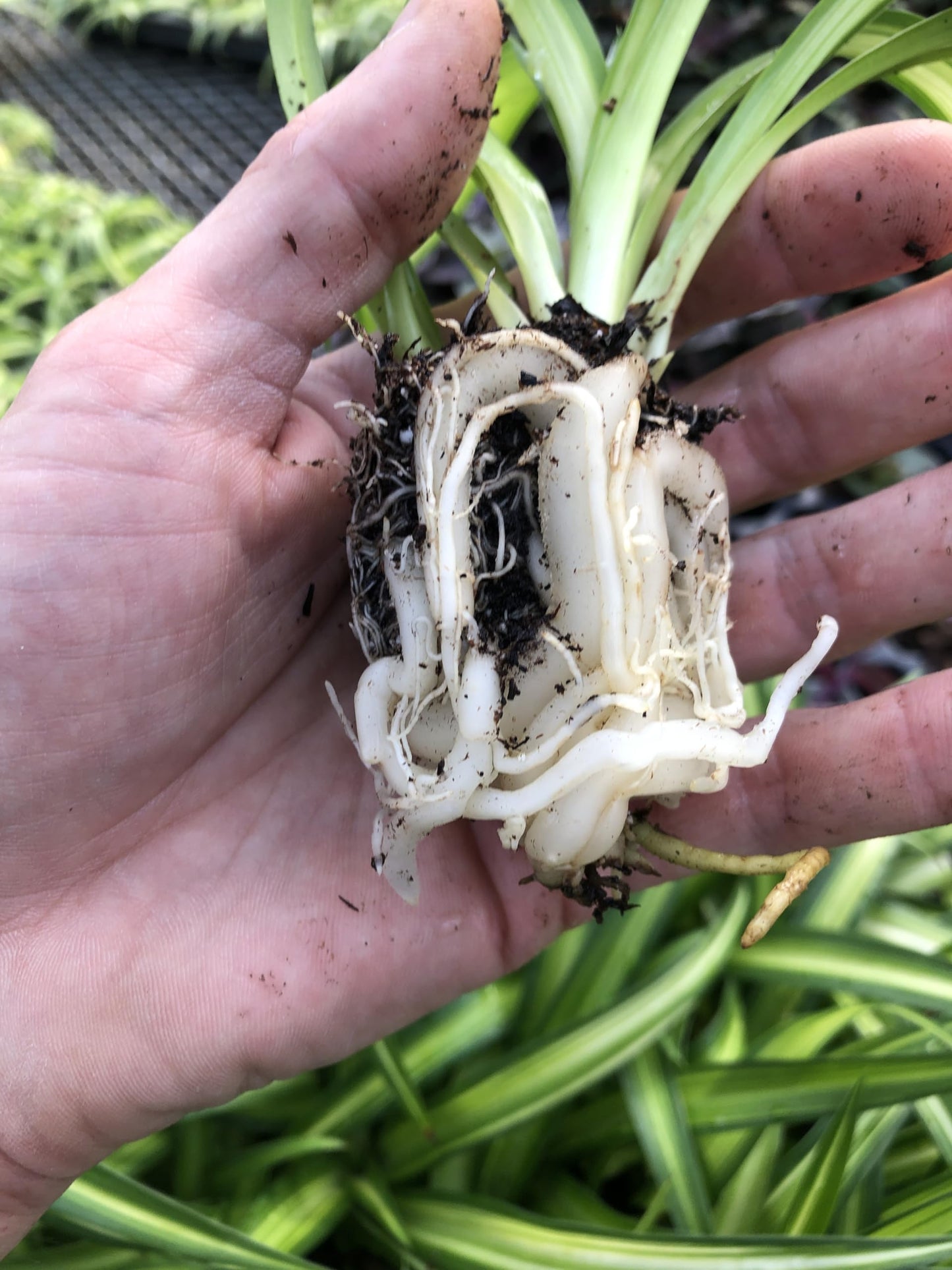 Generic Hawaiian Spider Plant ~ 2 Starter Plants ~ Great for Home and Office