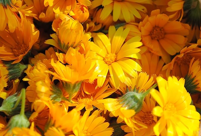 MagJo Naturals, Calendula Flower (1 Pound Bag) whole dried calendula flowers and petals, Calendula officinalis, loose leaf tea, marigold flowers, loose leaf teas, cocktail bombs, Raw
