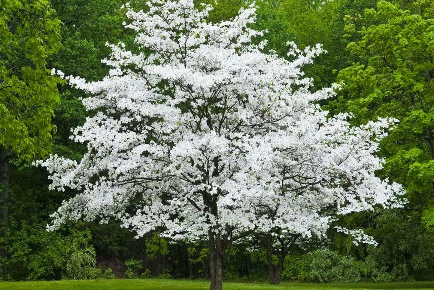Live Plant - White Flowering Dogwood Tree - Live Potted Plant - Quart Pot - Cornus Florida