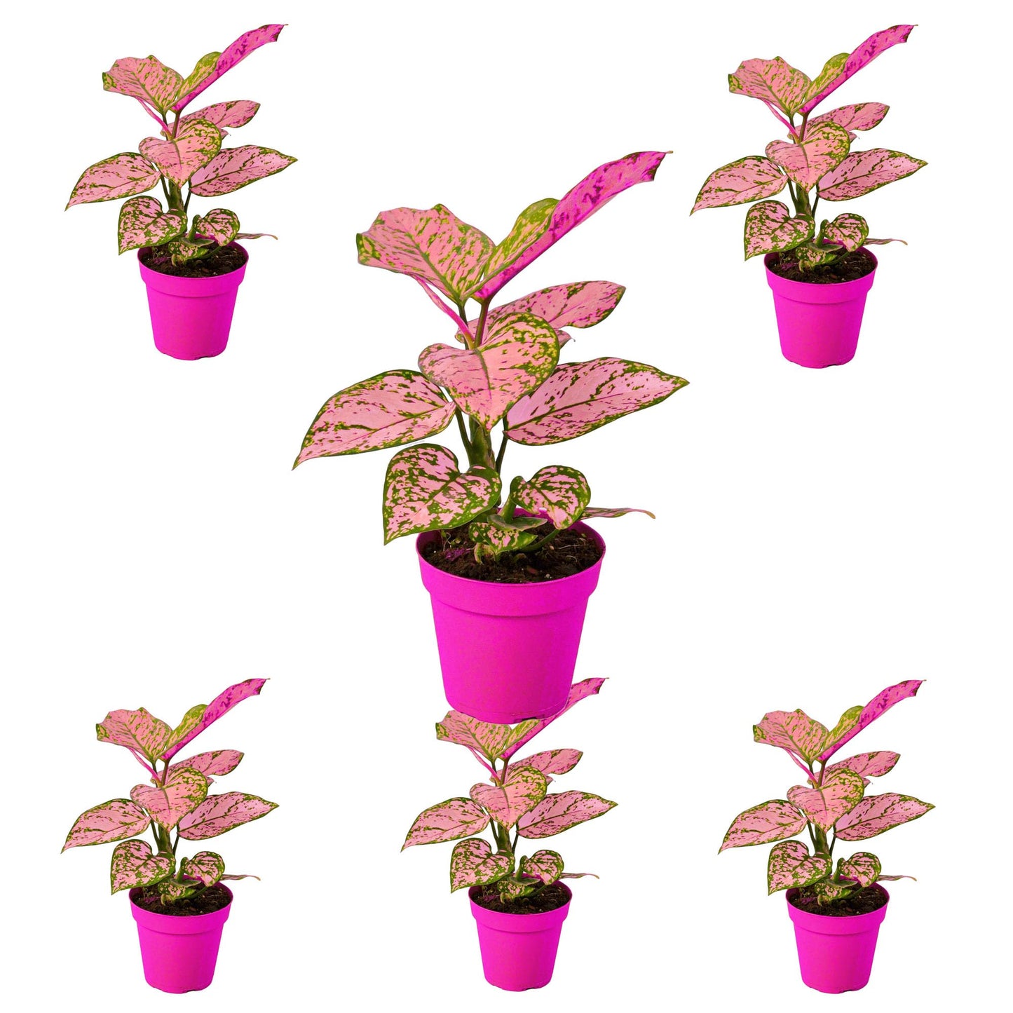 6 Pack Chinese Evergreen 'Lady Valentine' in 6in Pot - Live Plants Tropical Houseplants | Variegated | USA Growers | The Snobby Leaf