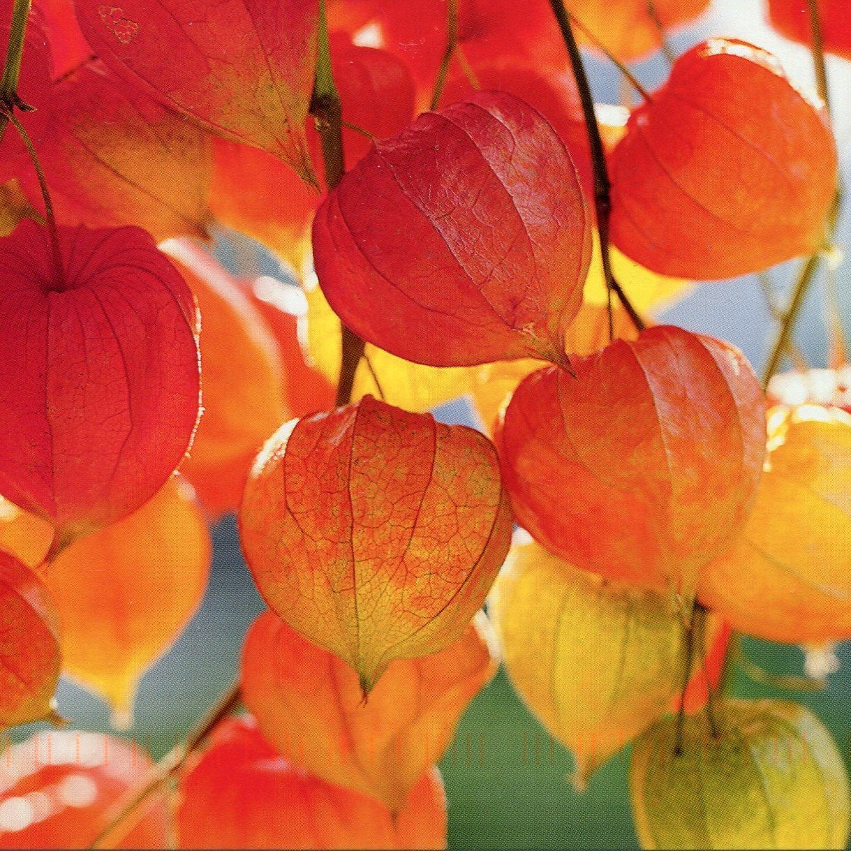 Palm Beach Medicinal Herbs - Chinese Lantern (Physalis Alkekengi) - Packet of 30 Seeds