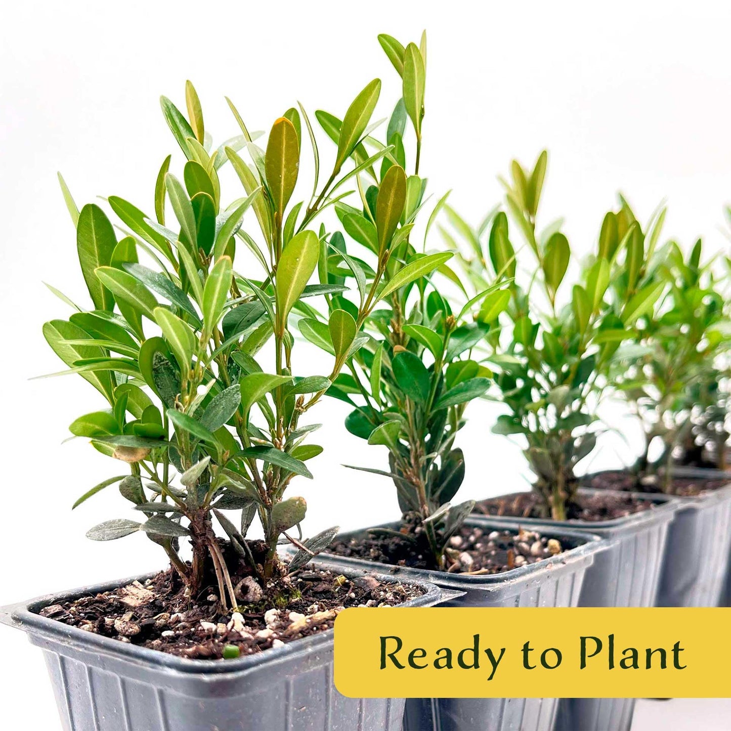 6 Green Gem Boxwood – Compact Rounded Evergreen Shrub for Low Hedges, Borders & Container Planting (Buxus sempervirens ‘Green Gem’) in 3.5″ Cubes, Live Plants