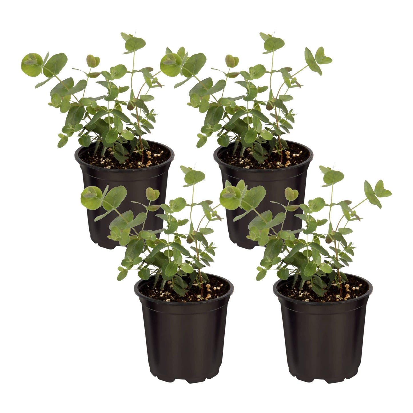 Live Aromatic and Edible Herb - Eucalyptus (4 Per Pack) - Assorted Varieties, Natural Air Purifier, 10" Tall by 3" Wide