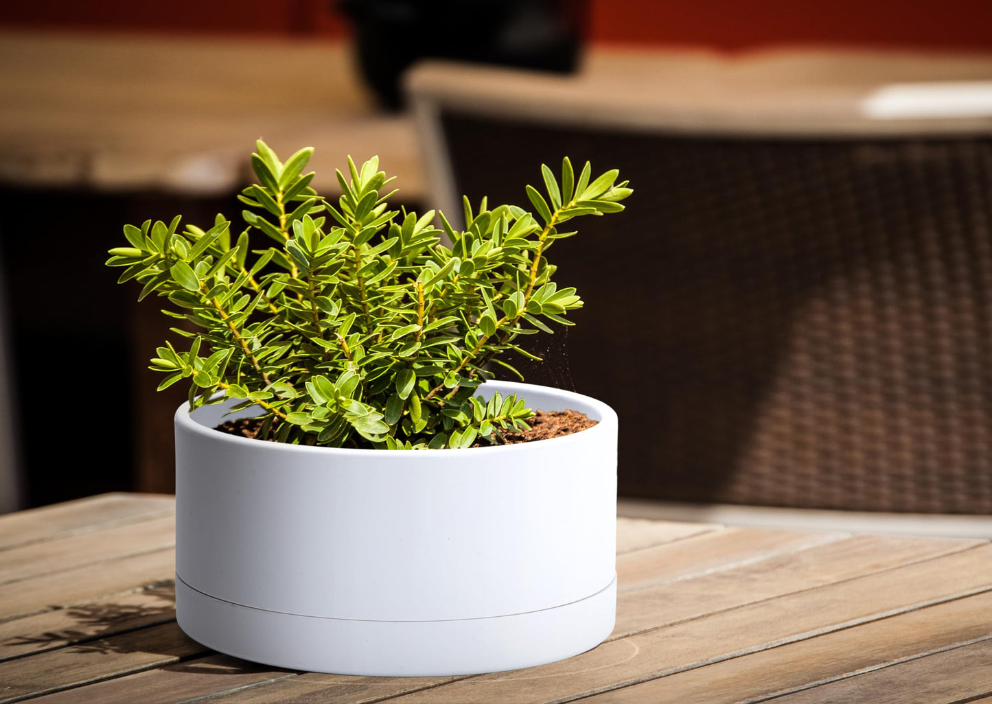 D'vine Dev 8 Inch Plastic Shallow Planter, Large Round Succulent Plant Pot with Drainage Hole and Sauce, Decorative Bonsai Pot for Indoor Plants, White, 76-Z-A-1