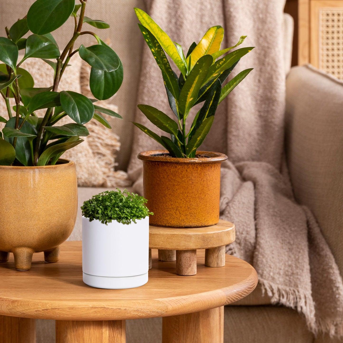 D'vine Dev Set of 3 Plants Pots, 3.5 Inch Ceramic Planter Pot for Plants with Drainage Hole and Saucer, White, 94-N-A-1