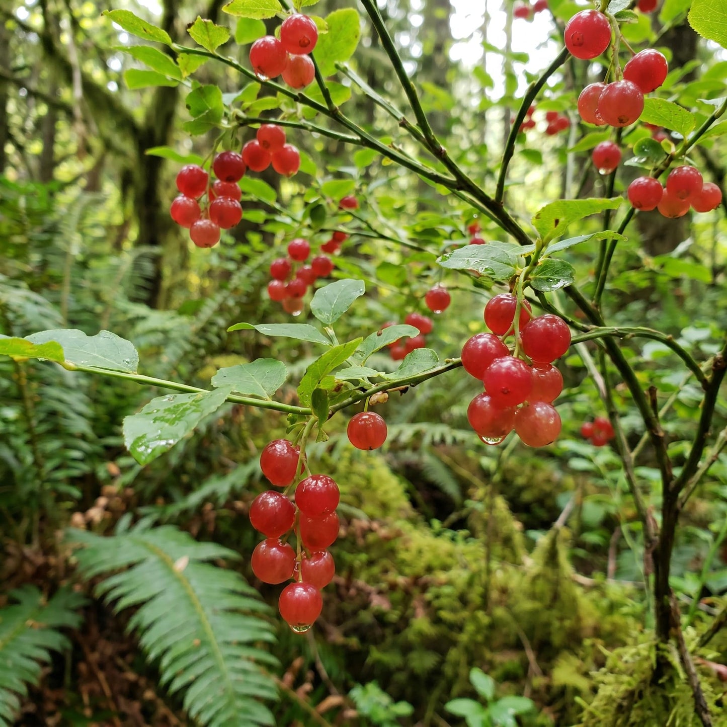 Huckleberry Plant Live, Sweet Edible Berries Tree 6-10 Inch Tall, Hardy Fruit Bushes for Outdoor Garden