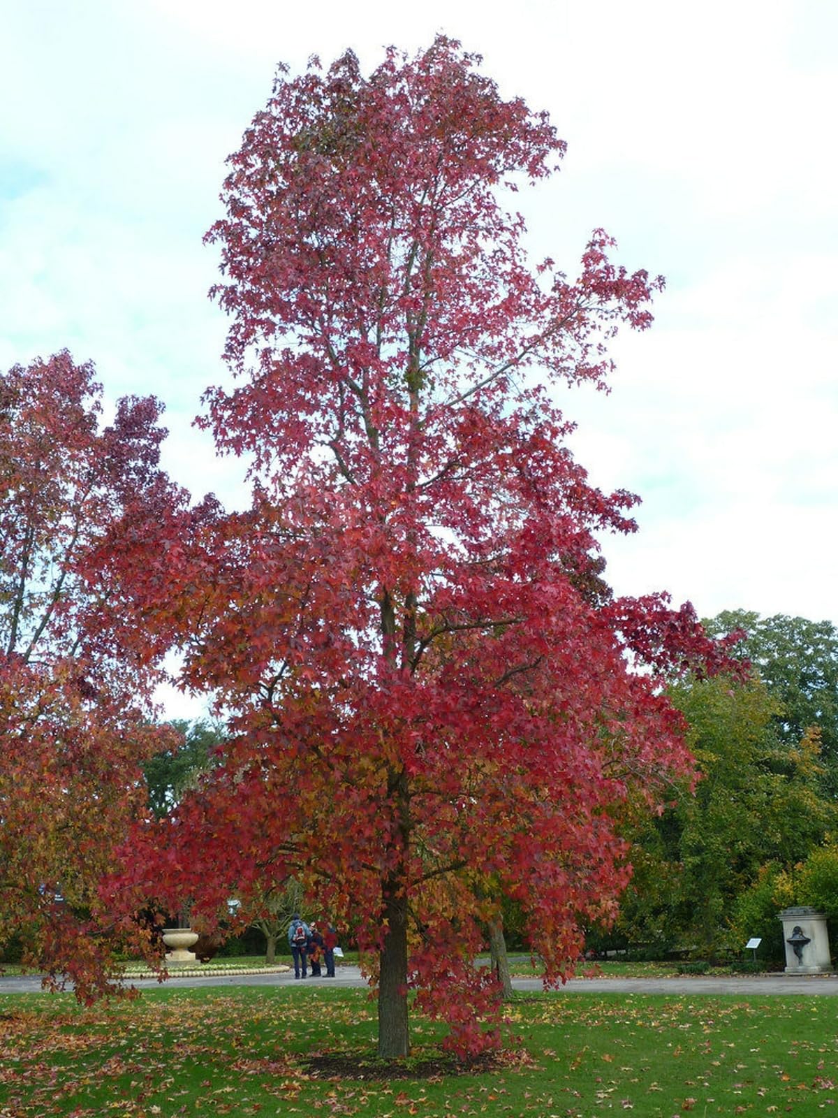 Live Plant - 3 River Birch Trees - 18-30" Tall - Live Plants - Bareroot - Betula nigra