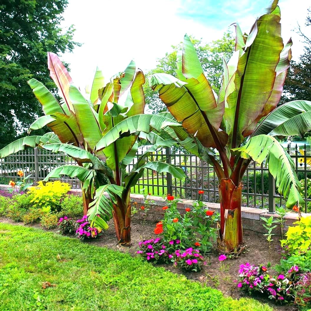 Red Abyssinian Banana (Ensete Maurelii) 5-9" Live Plant - Giant Red Leaf Ornamental Tree - Fast Growing Tropical Focal Point - Huge Container Accent