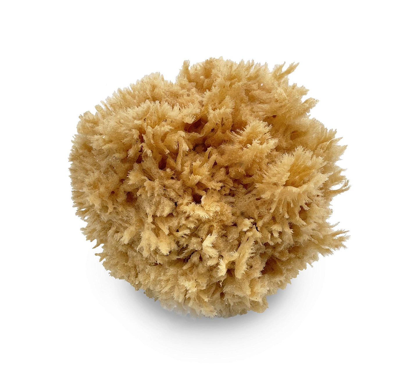 Lullingworth® Natural Sea Wool Art Sponge: Premium Professional Grade 5-6" Unbleached, Excellent for Painting, Decorating, Texturing, Marbling, Limestone/Venetian Plaster, Faux Finishes, Crafts