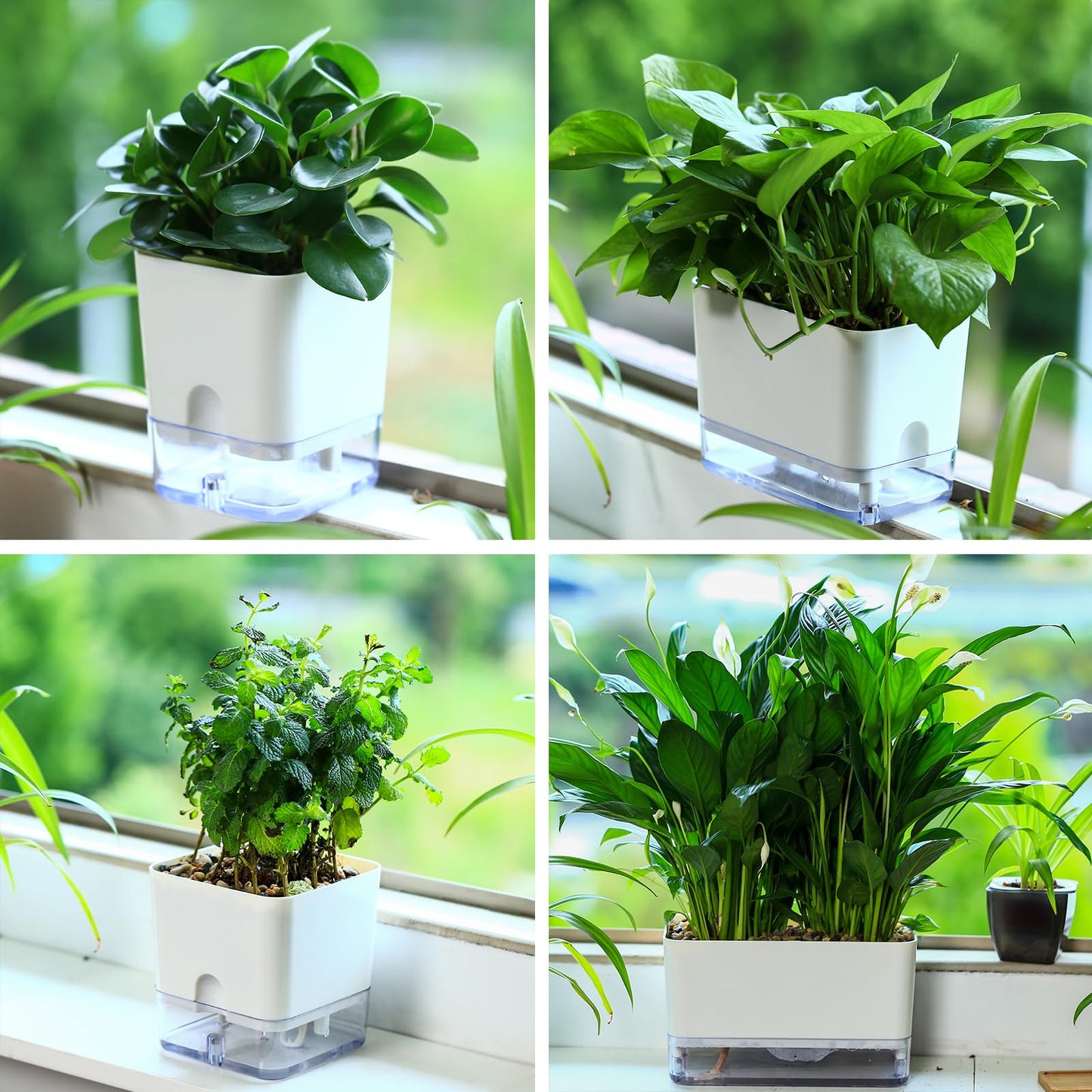 Planterhoma 6 Pack-5.5 Inch Self Watering Plant Pots for Indoor Plants, Square Self-Watering Planters Box Transparent for Devil's Ivy, Spider Plant, Orchid, African Violet