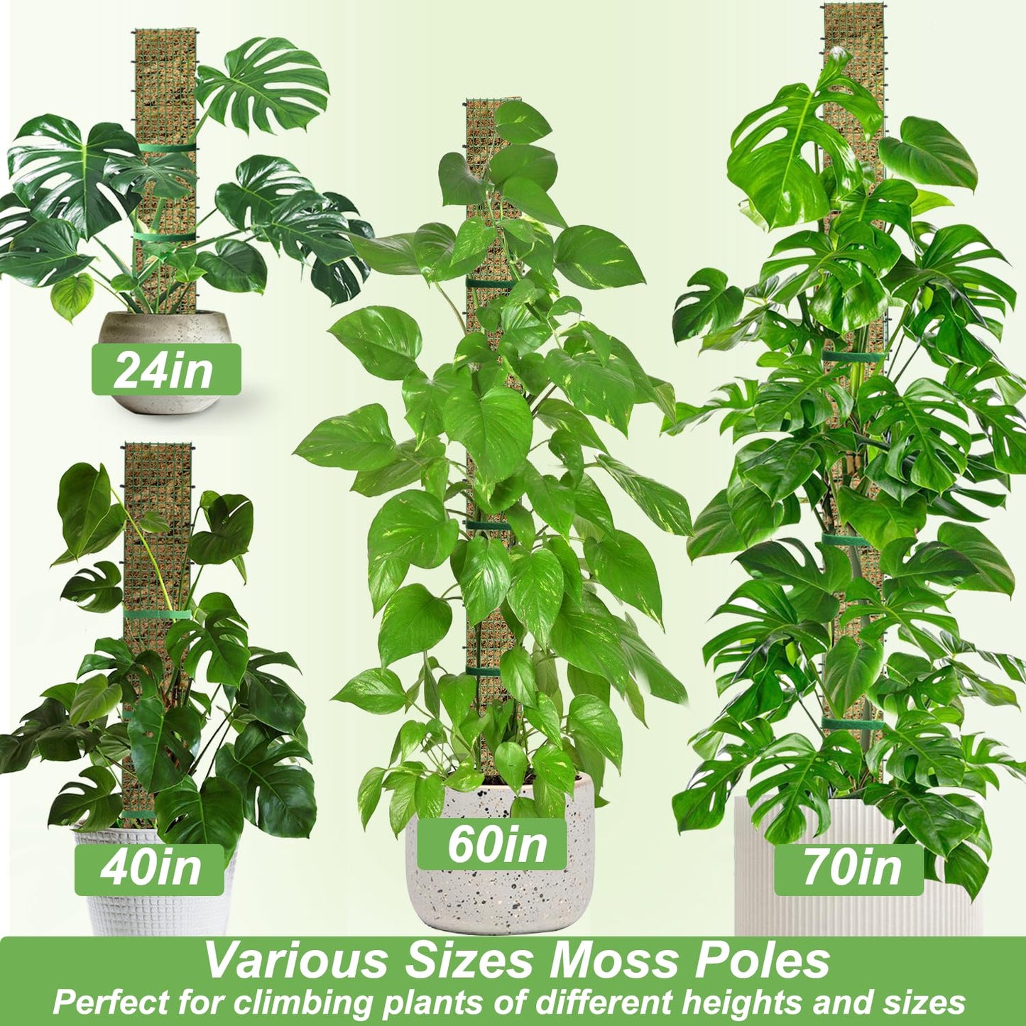 70"/60"/40"/24" Metal Moss Pole, D Shape Sphagnum Moss Pole, Moss Poles for Climbing Plants, Monstera, Indoor Climbing Plants (1 Each of 70" 60" 40" 24")