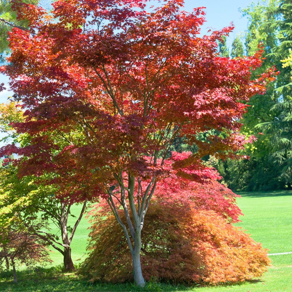 Japanese Red Maple, Compact, Deciduous, Bright Red Leaves, 3 gal, Nursery Pot (Due to Agricultural Laws, we Cannot Ship to CA, AZ, AK, or HI)