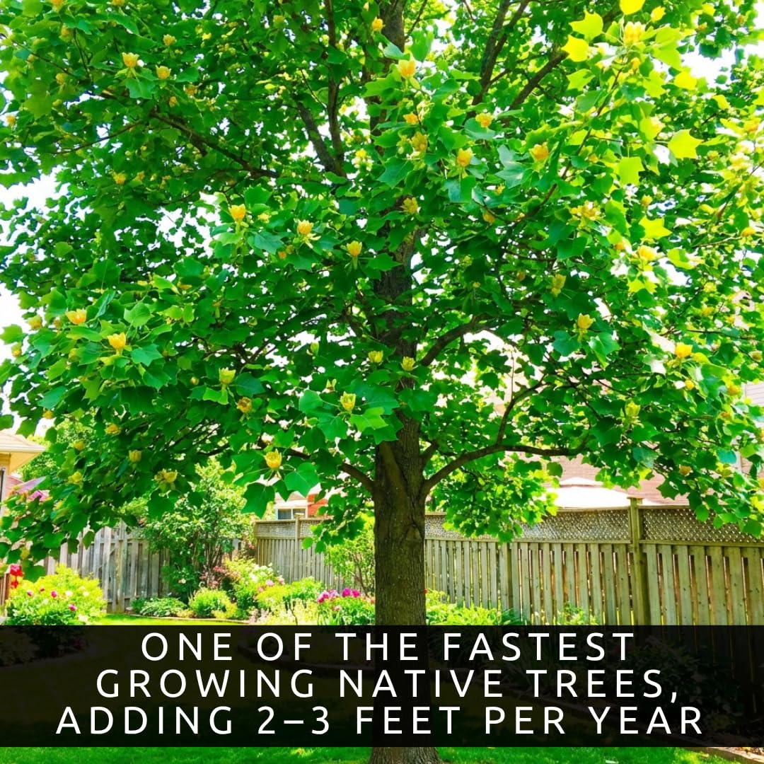 Tulip Poplar Live Tree Plants for Growing – Liriodendron tulipifera – Fast Growing Shade Trees with Tulip Flowers – Bare Root Trees for Planting Outdoors (2 Trees)