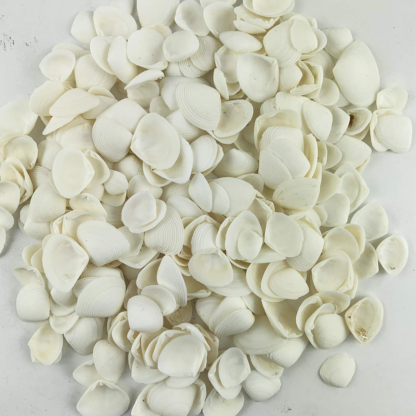 Worlds White Clam Cay Cay Sea Shells for Home Decorations, Party Wedding, DIY Crafts 8OZ