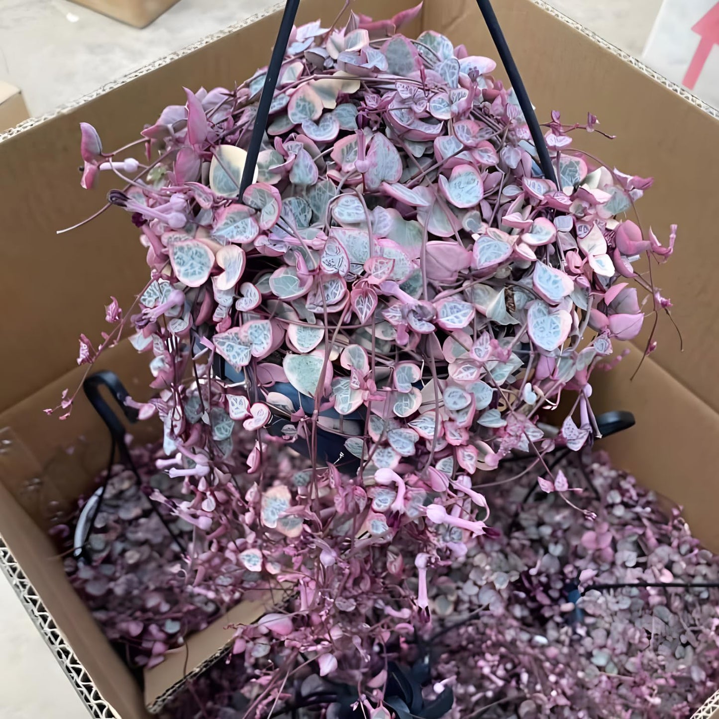String of Hearts Plant Live – Succulents Plants Live 4” Pot | Pink Variegated String of Hearts | Suitable for Indoor Décor & Easy Care Gift